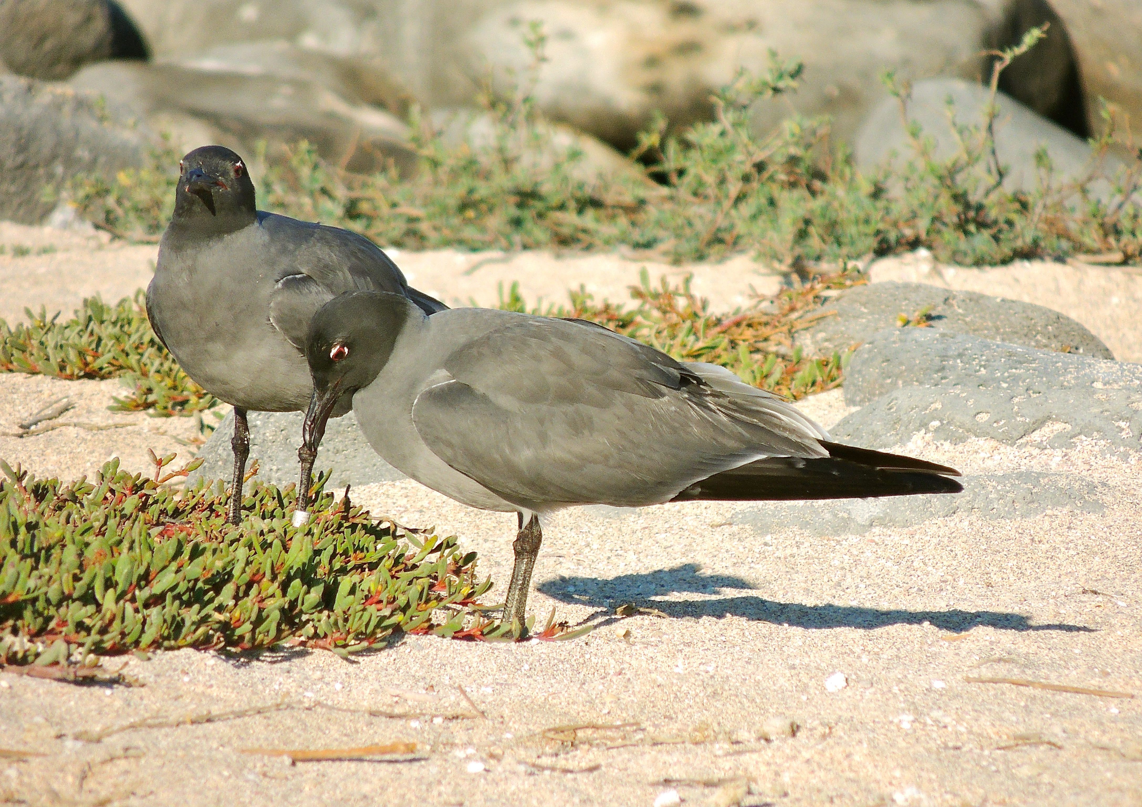 Lava Gulls