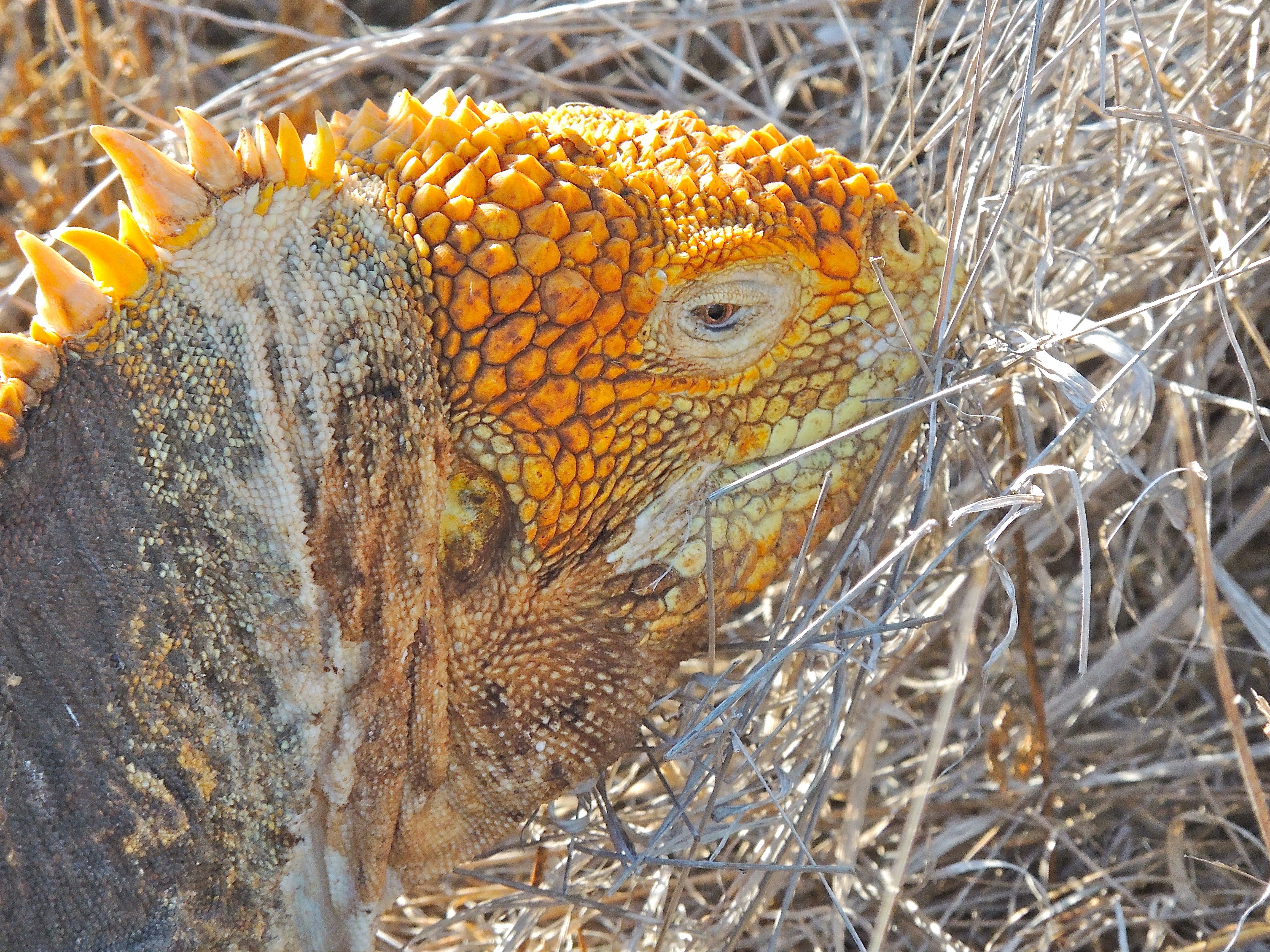 Land Iguana