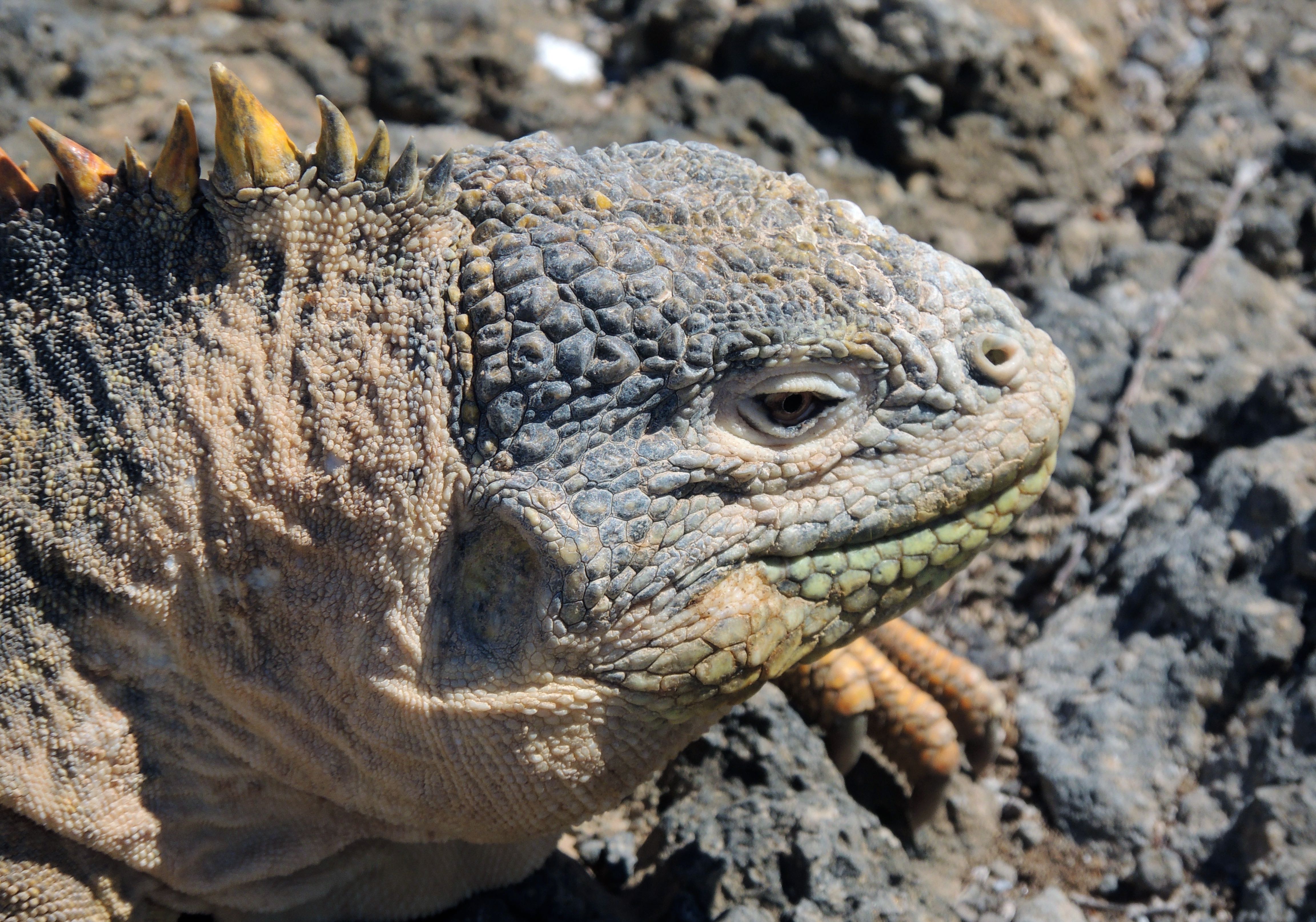 Land Iguana