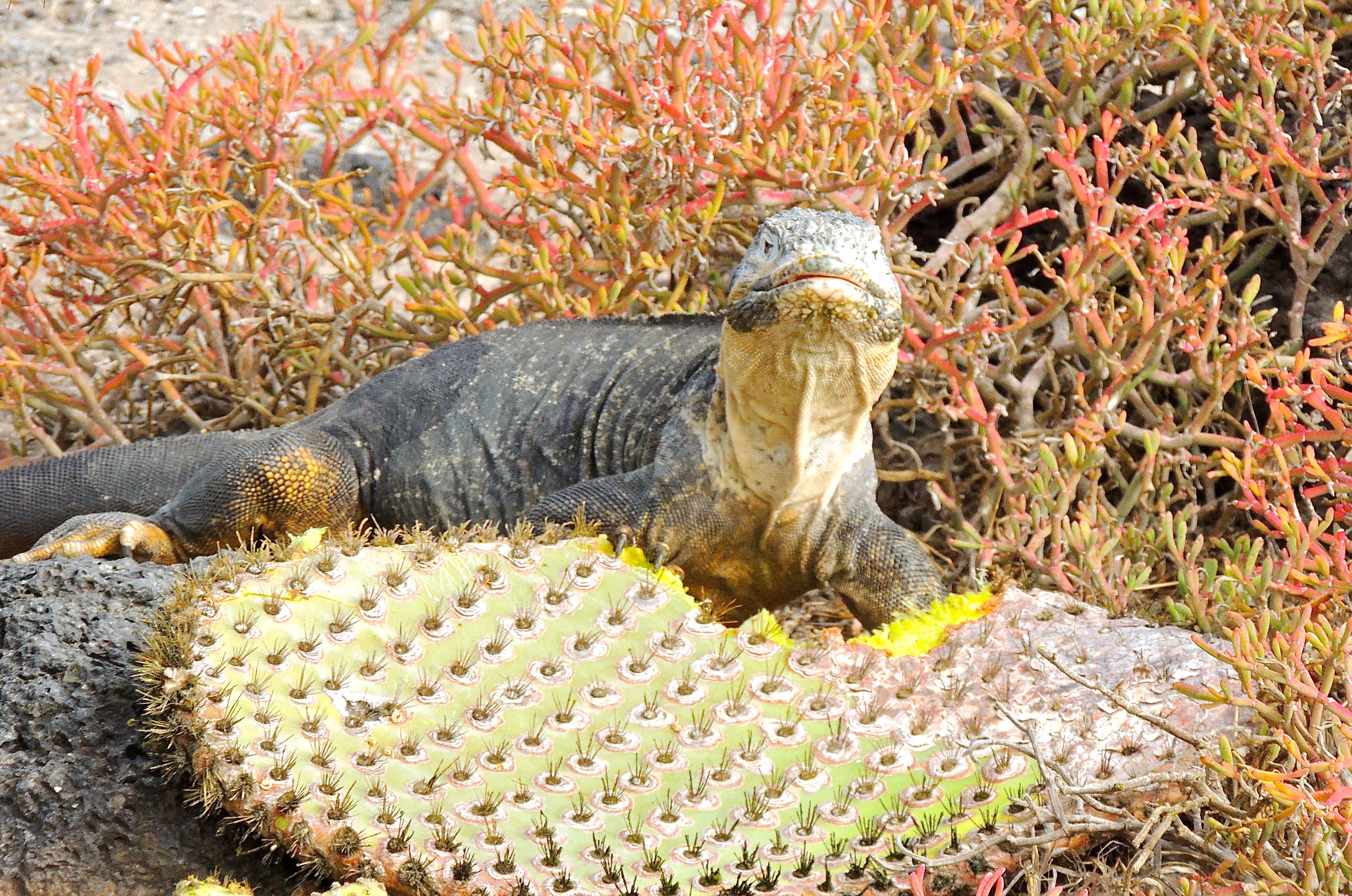 Land Iguana