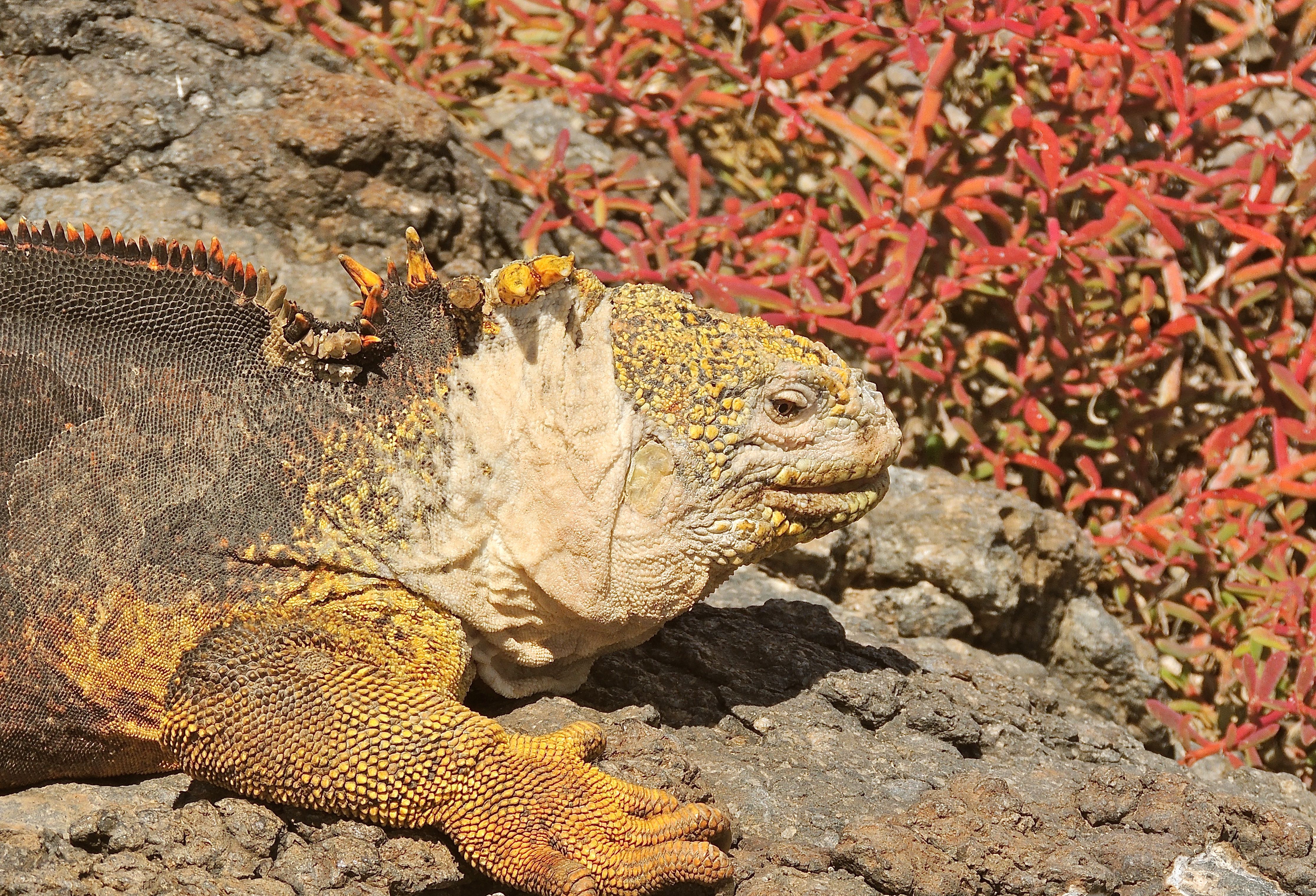 Land Iguana