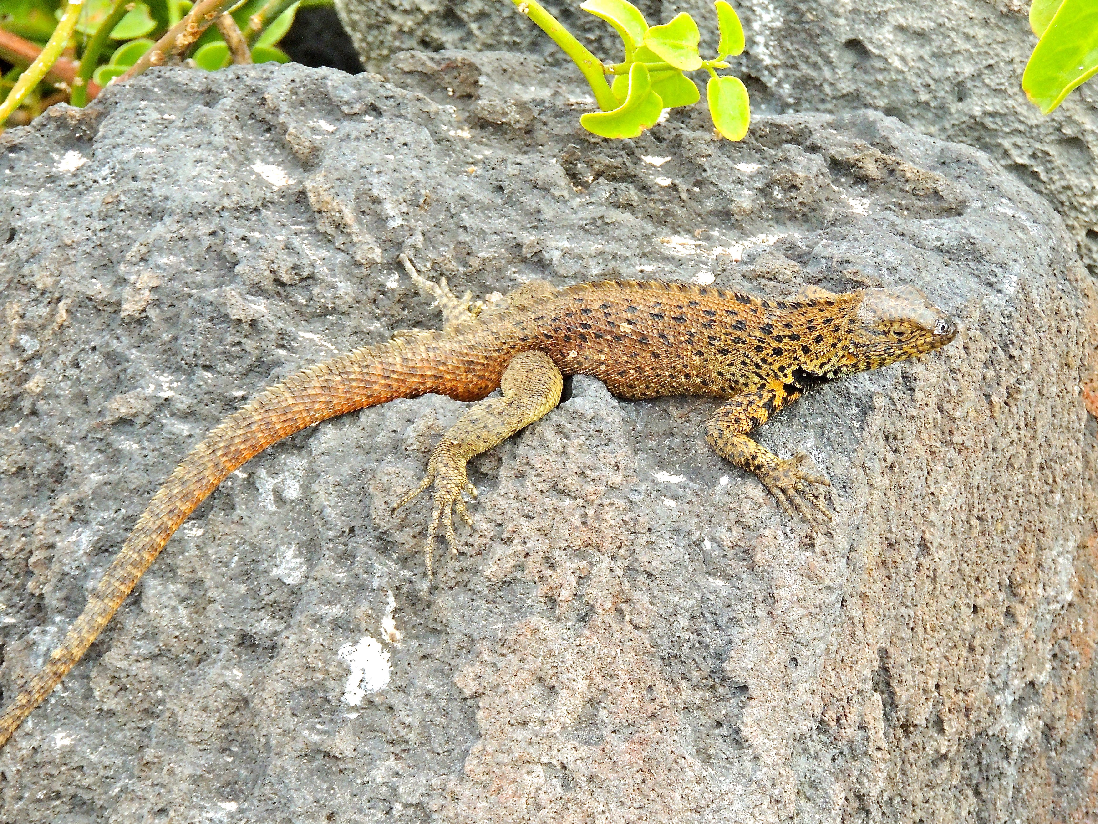 Lava Lizard