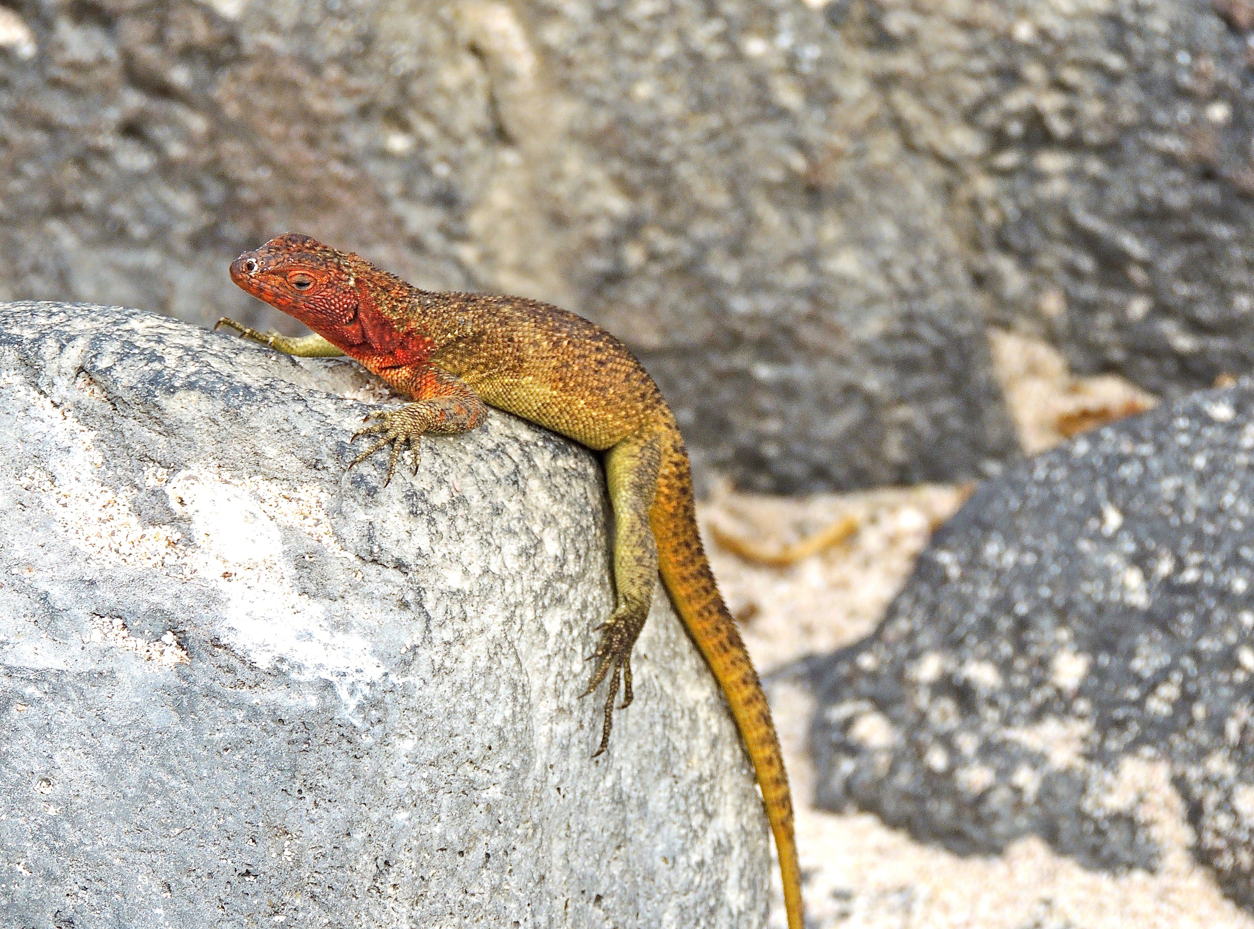 Lava Lizard