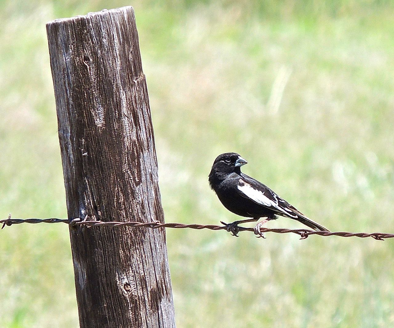 Lark Bunting