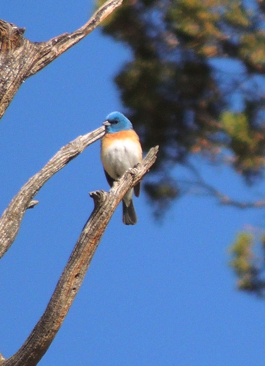 Lazuli Bunting