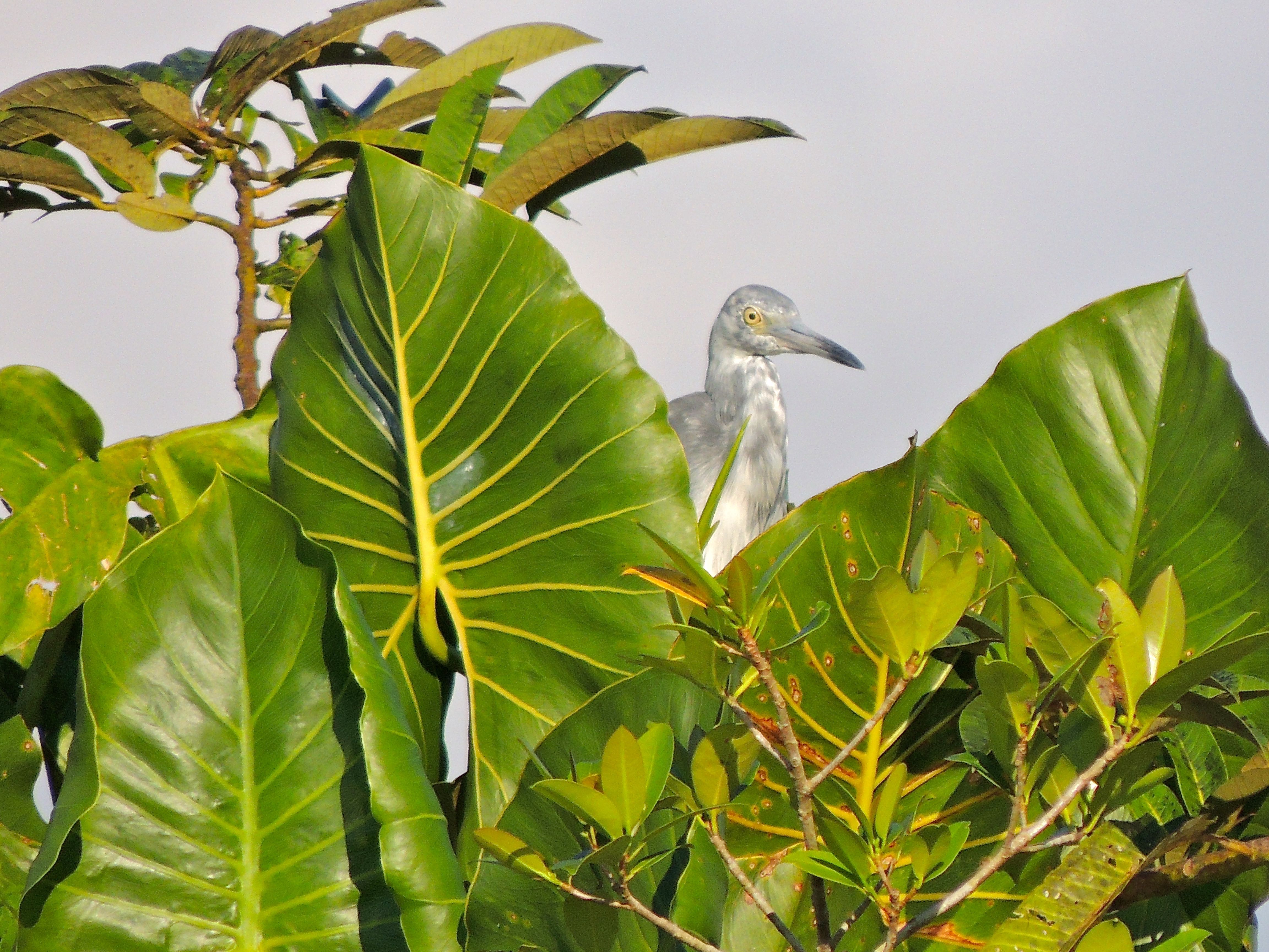 Little Blue Heron