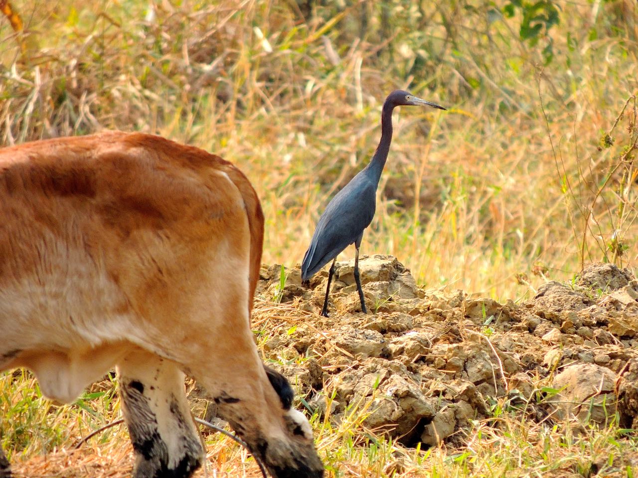 Little Blue Heron