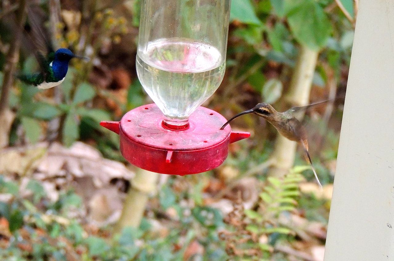 White-necked Jacobin and Long-billed Hermit