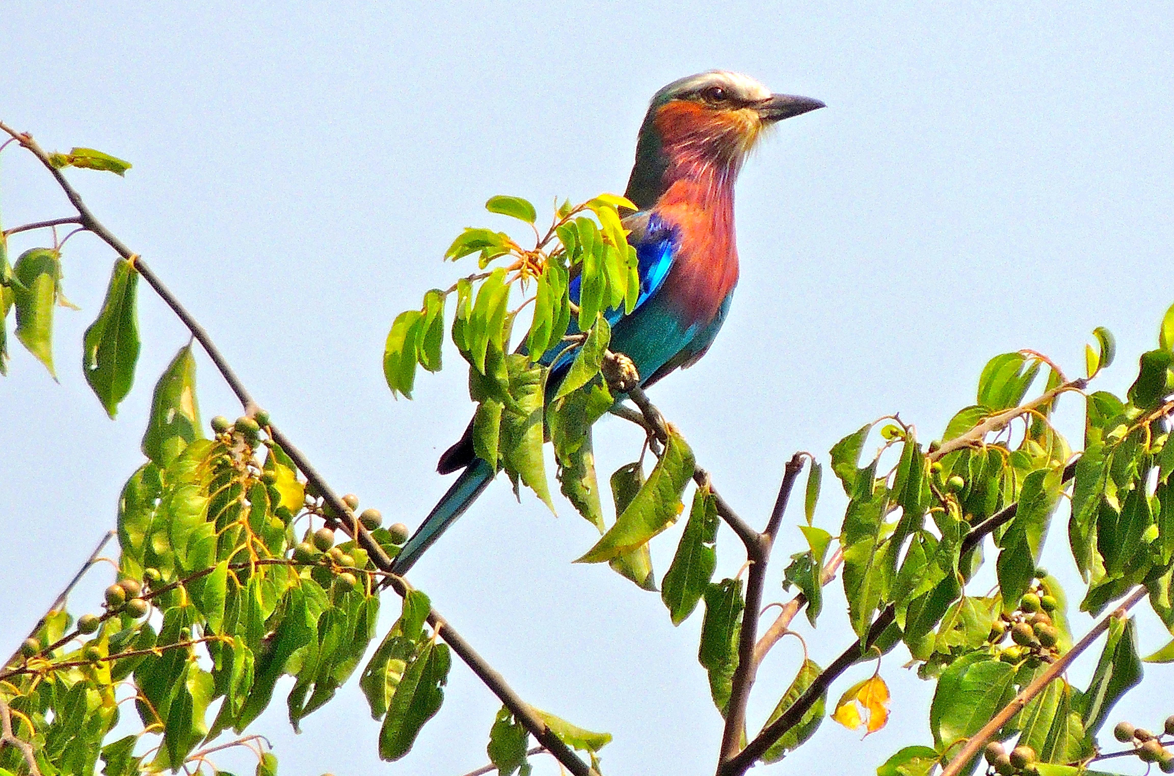 Lilac-breasted Roller