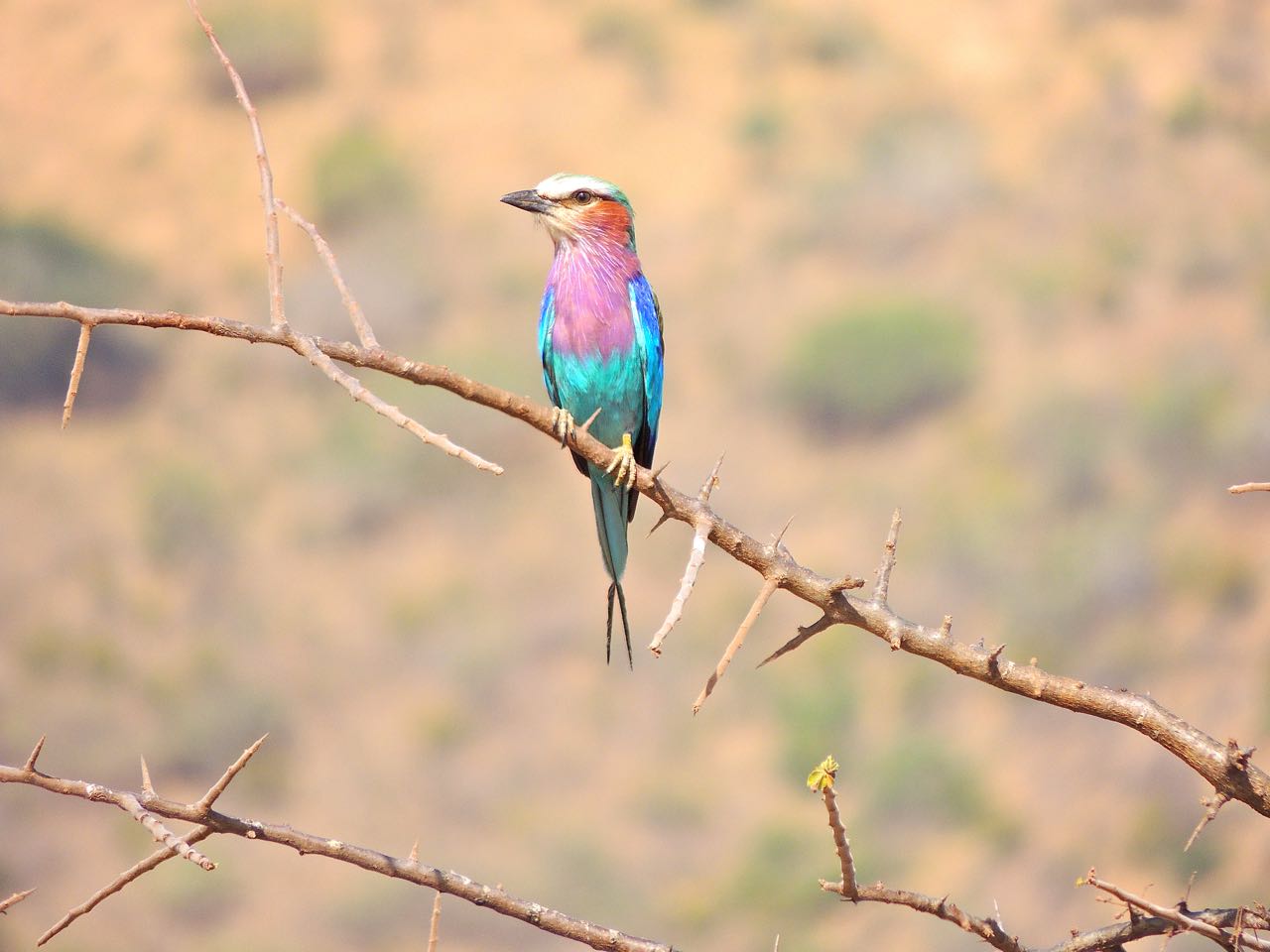 Lilac-breasted Roller