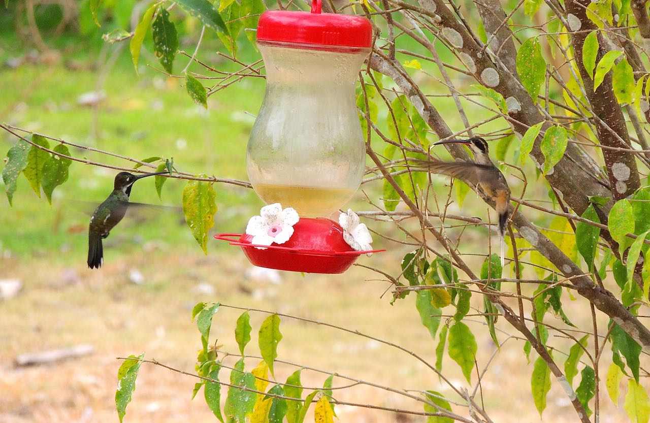 Long-billed Starthroat and Pale-bellied Hermit