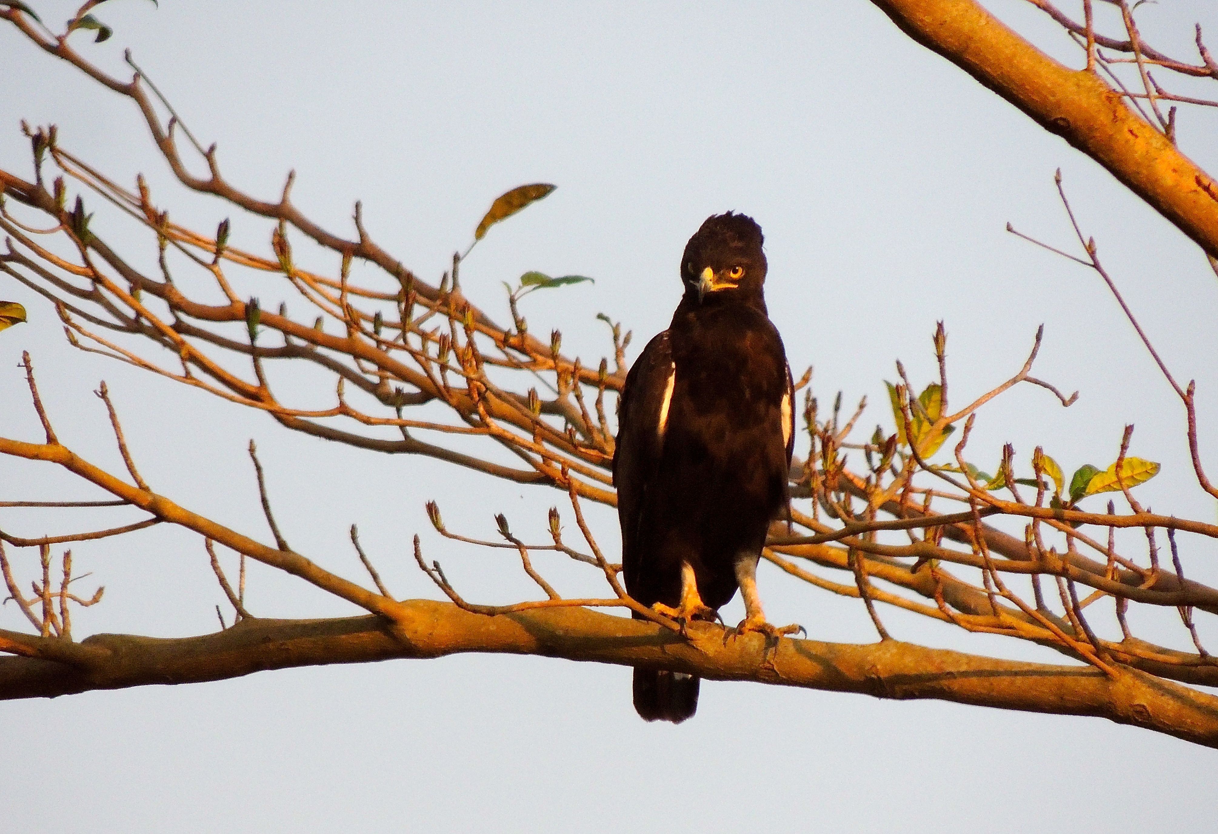 Long-crested Eagle