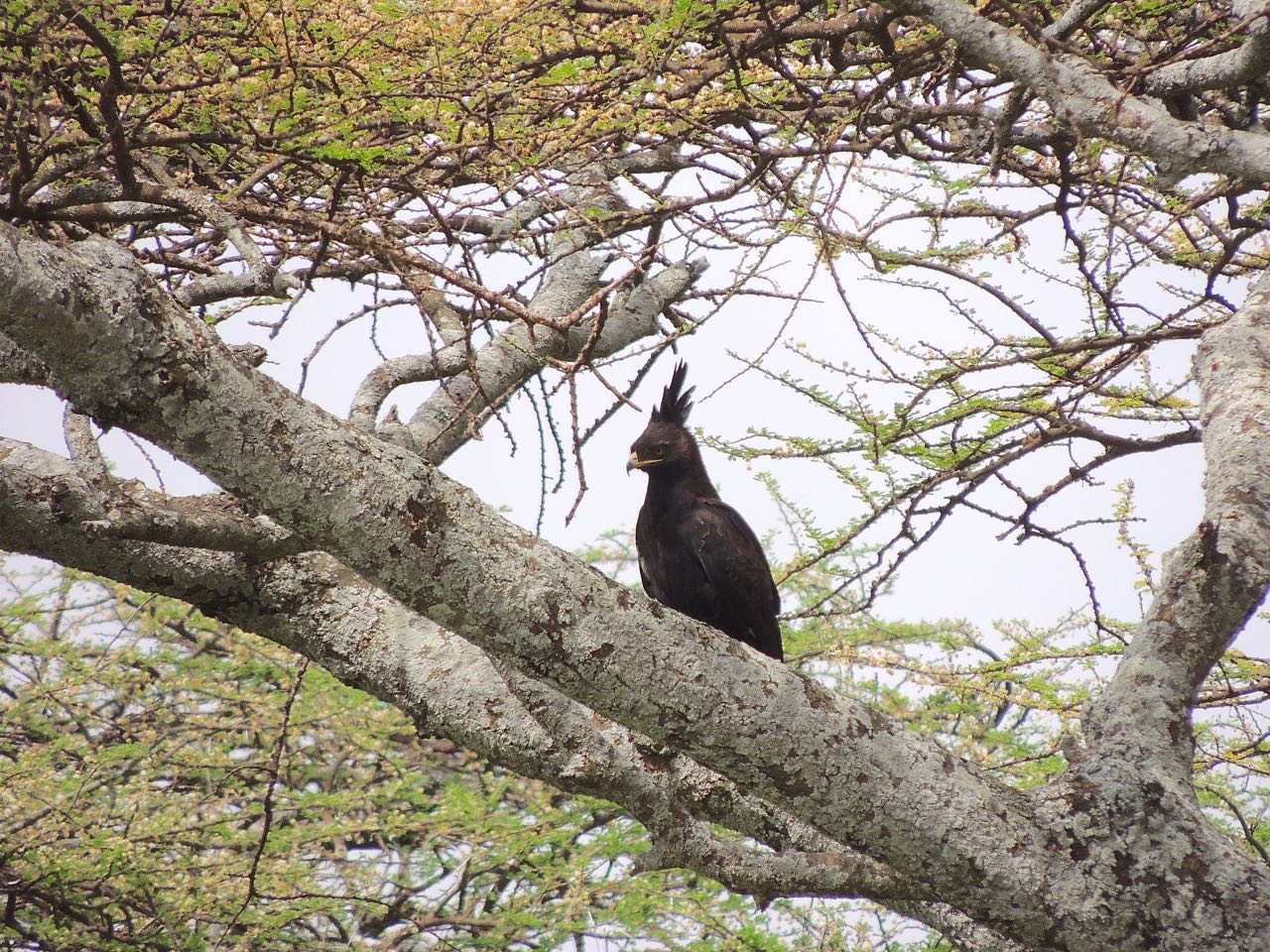 Long-crested Eagle