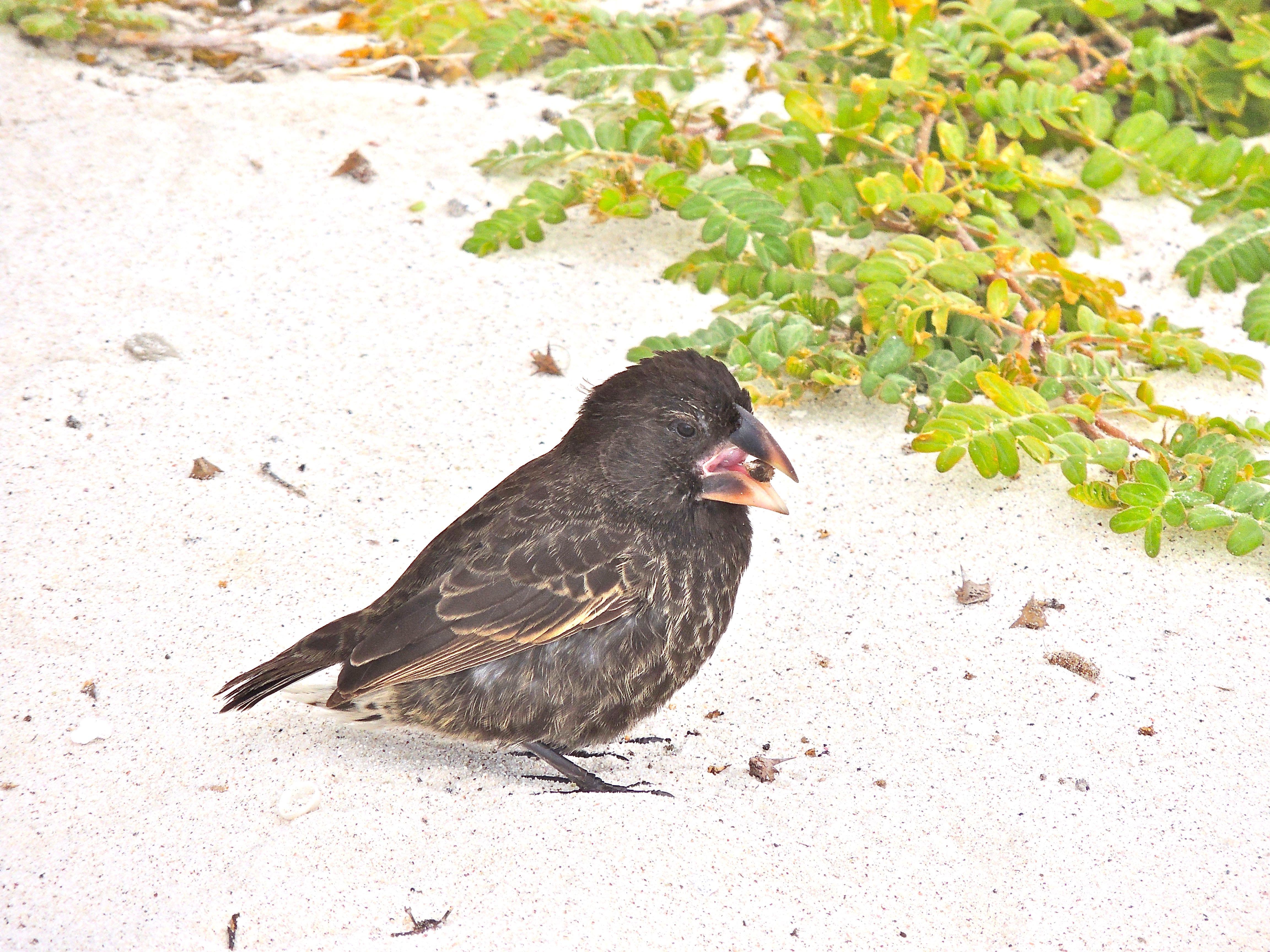 Large Cactus Finch