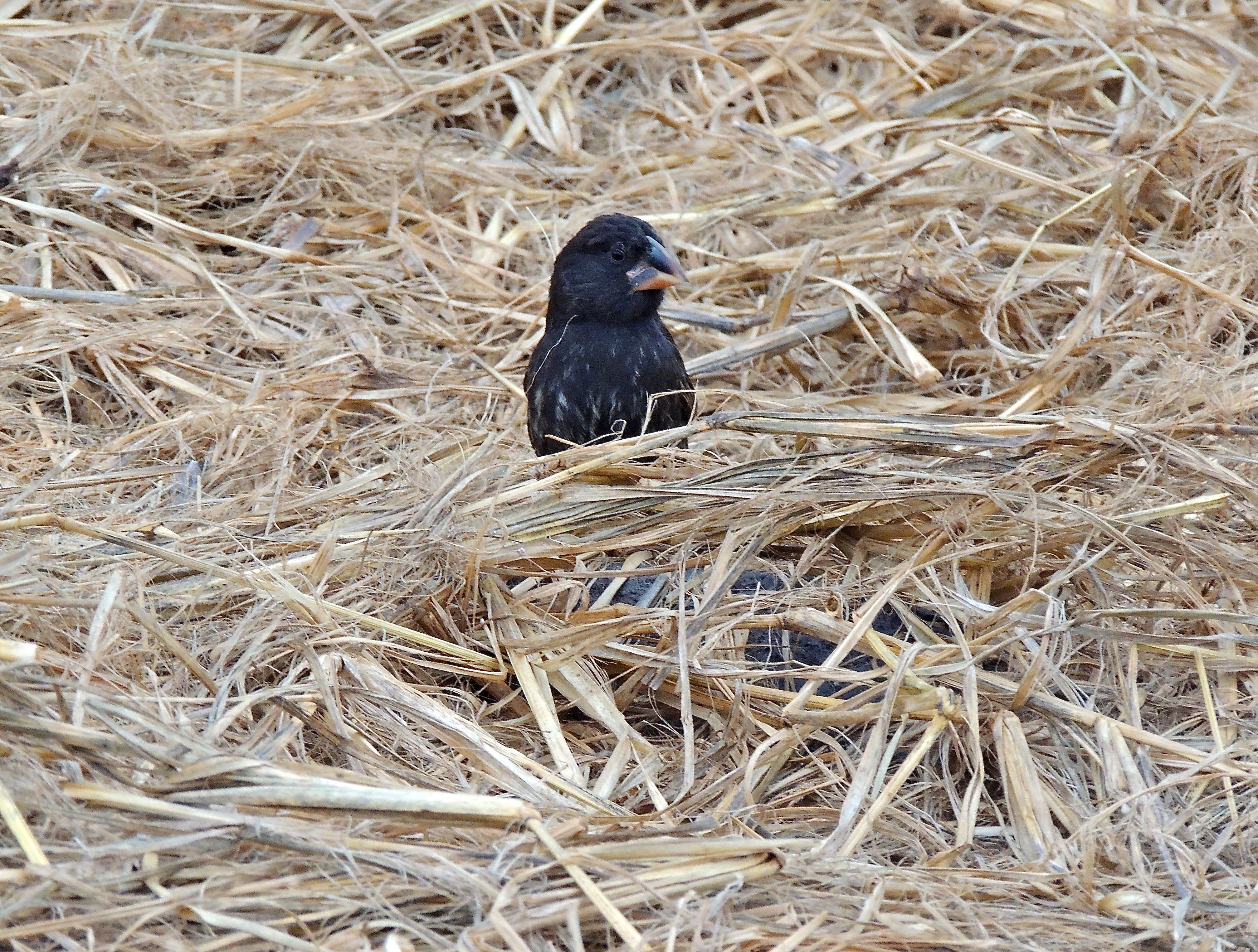 Large Cactus Finch