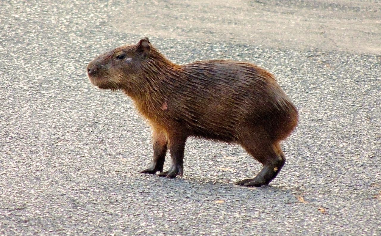 Lesser Capybara