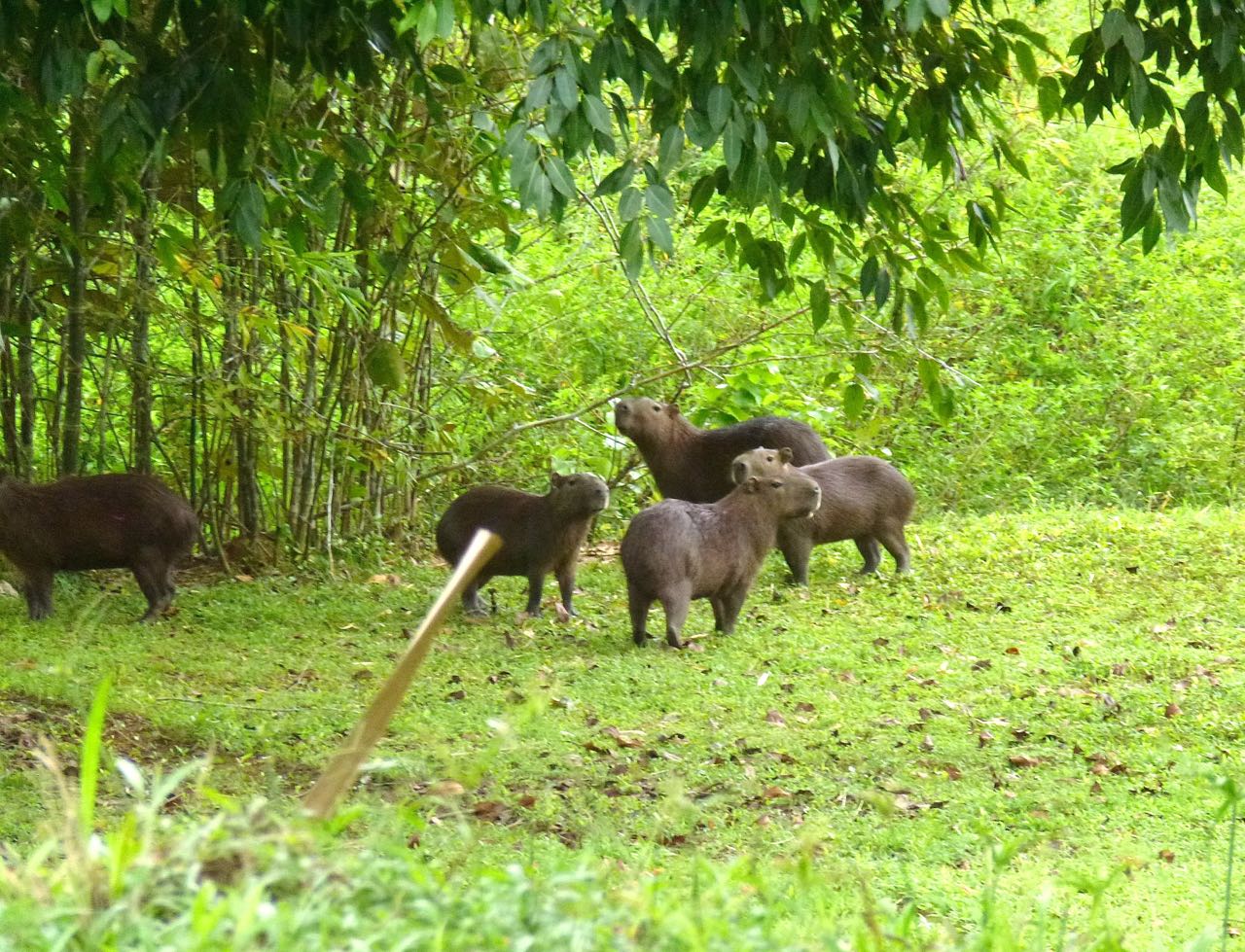 Lesser Capybaras