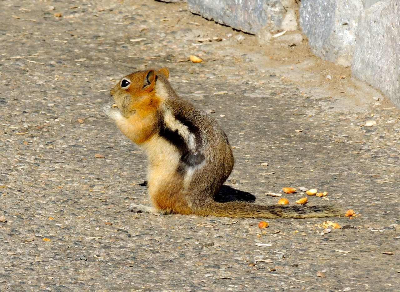 Least Chipmunk