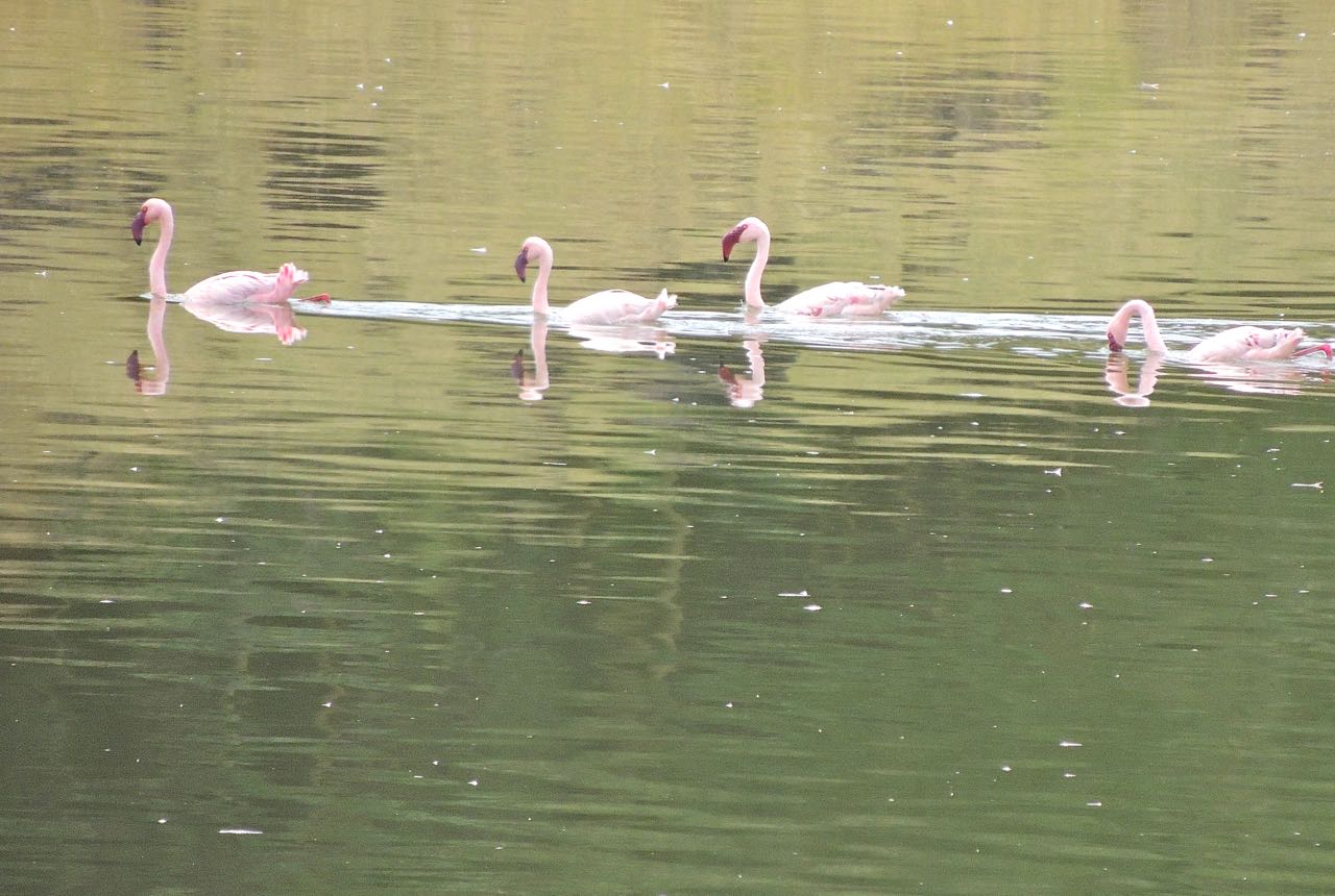 Lesser Flamingos