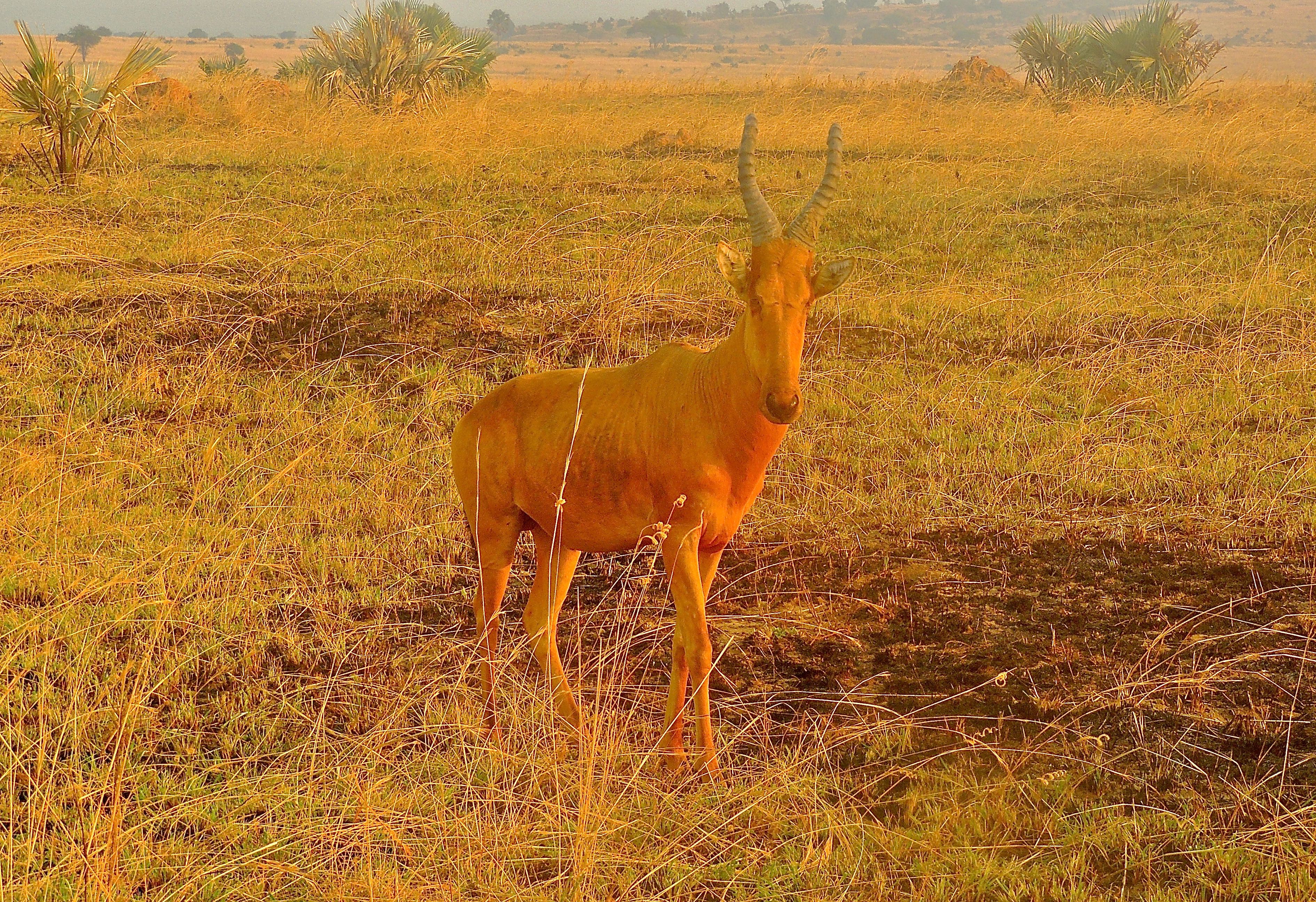 Lelwel Hartebeest