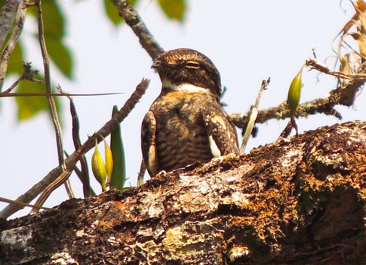 Lesser Nighthawk