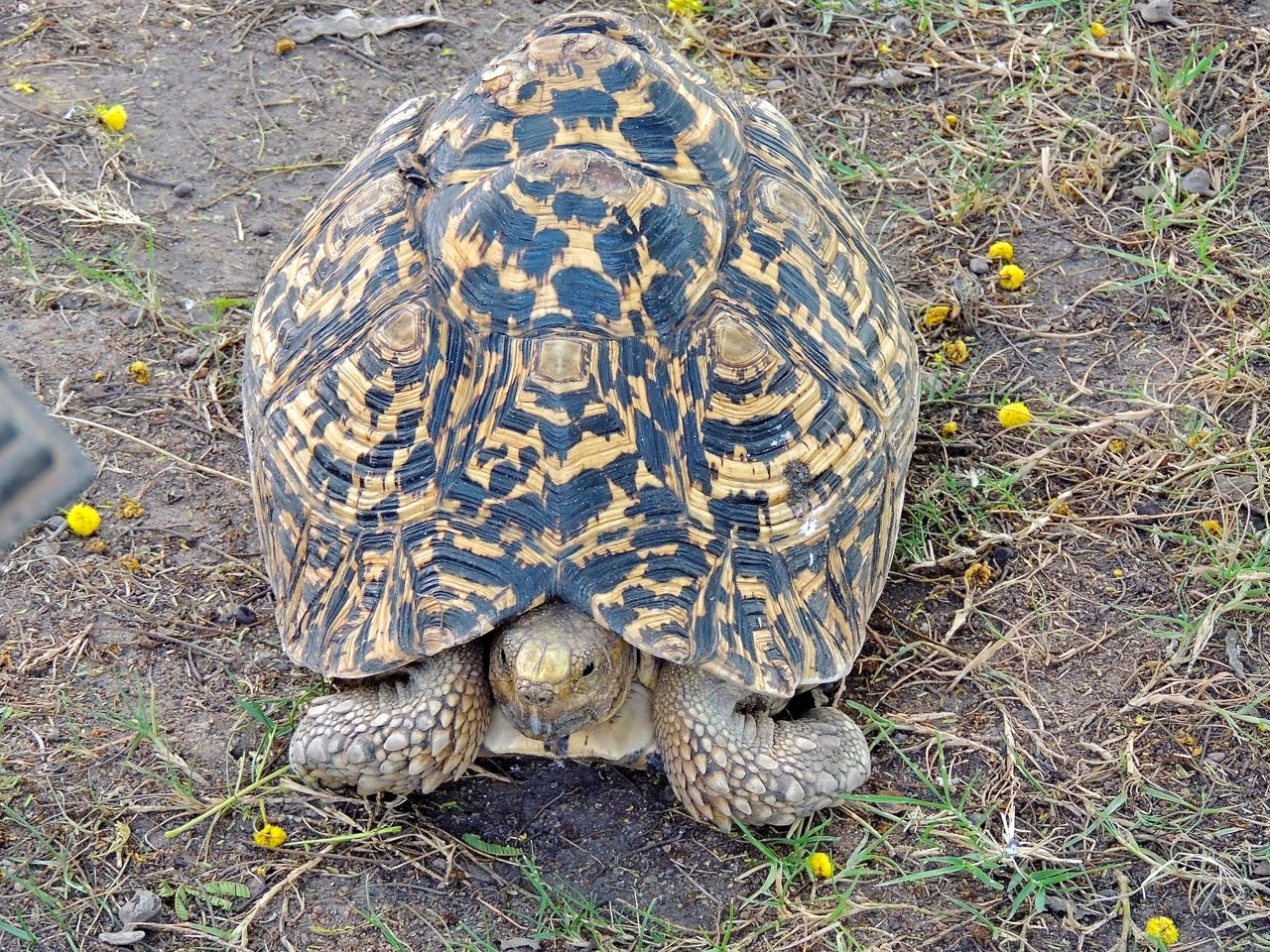 Leopard Tortoise