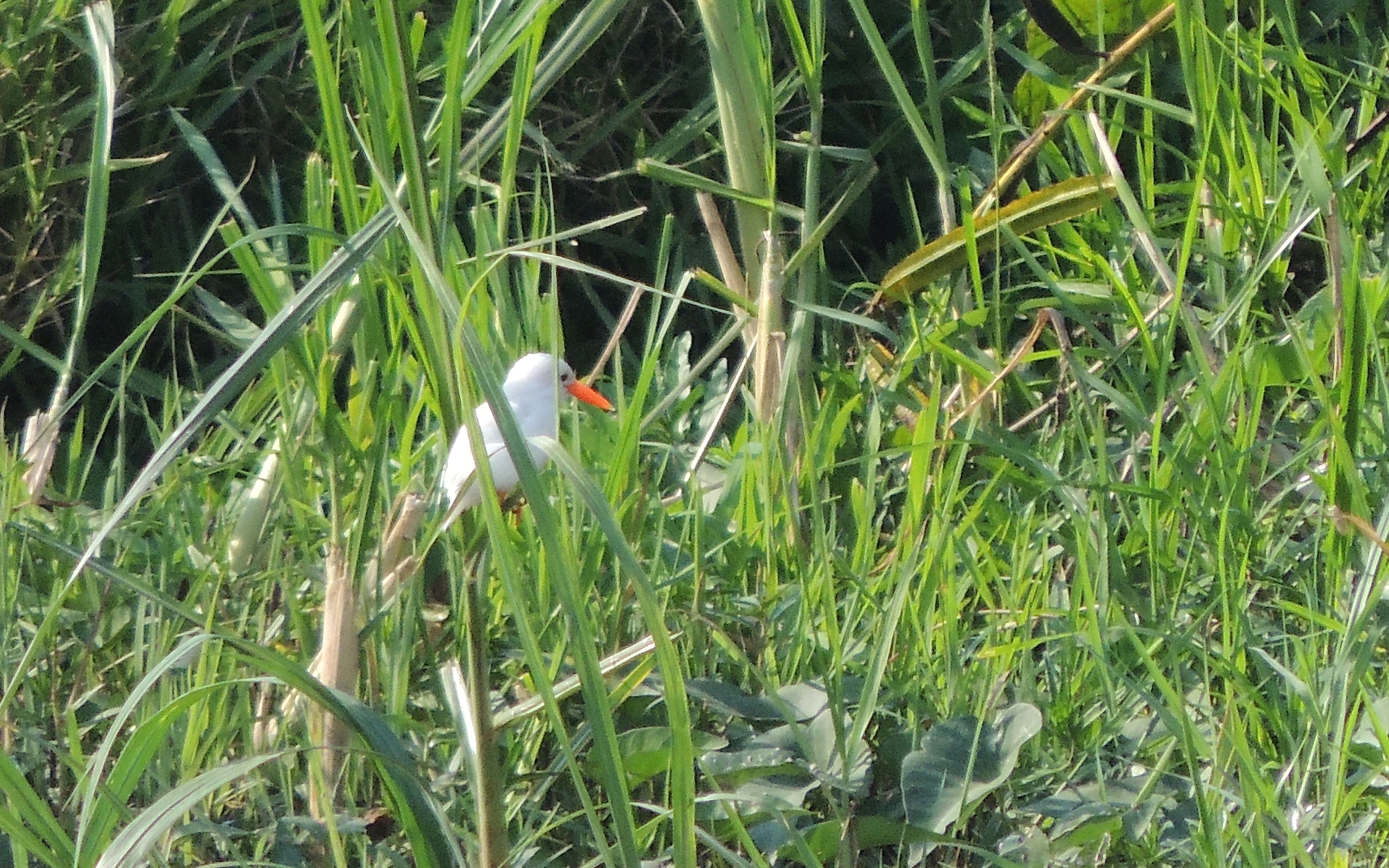 Leucistic Malachite Kingfisher