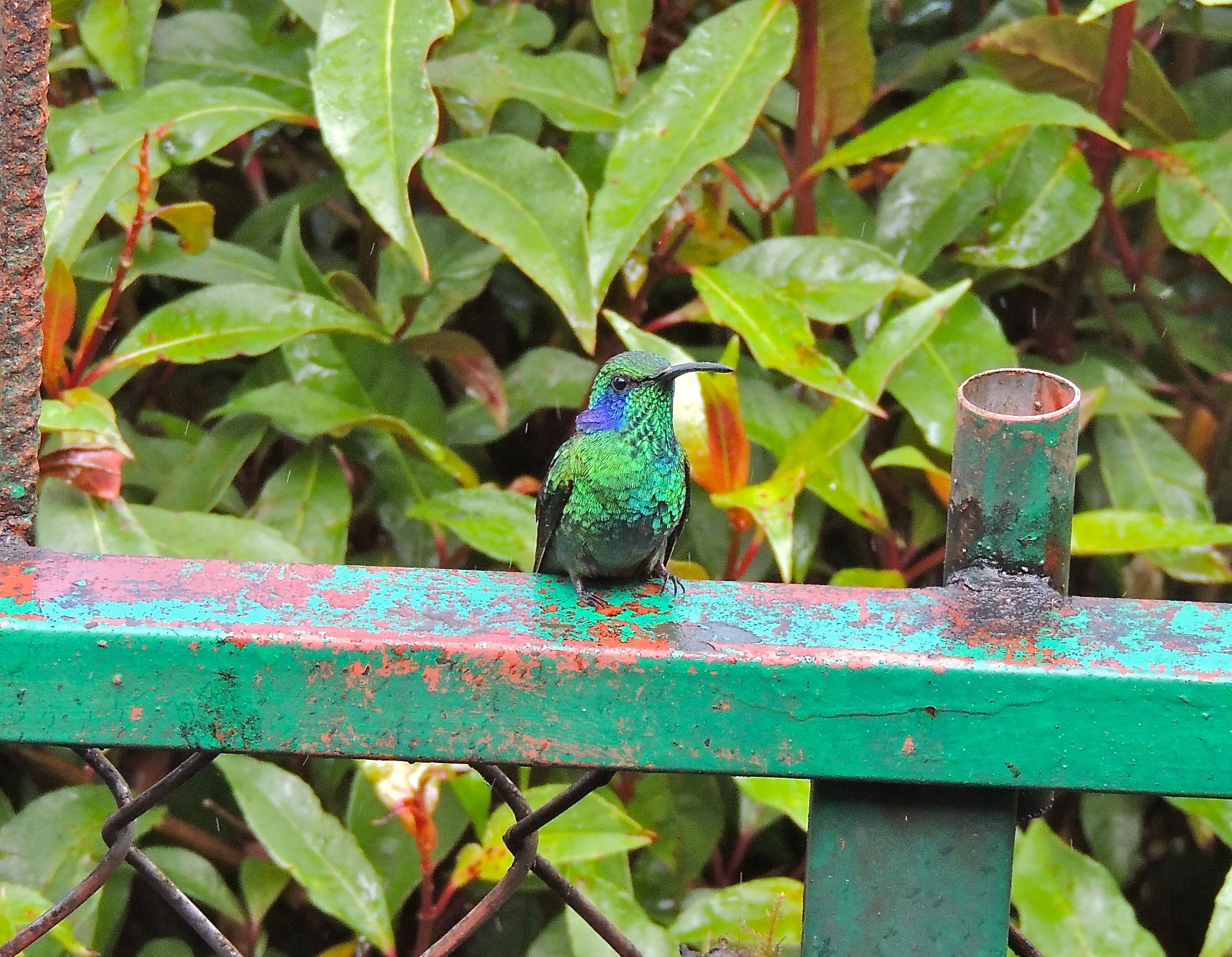 Lesser Violetear