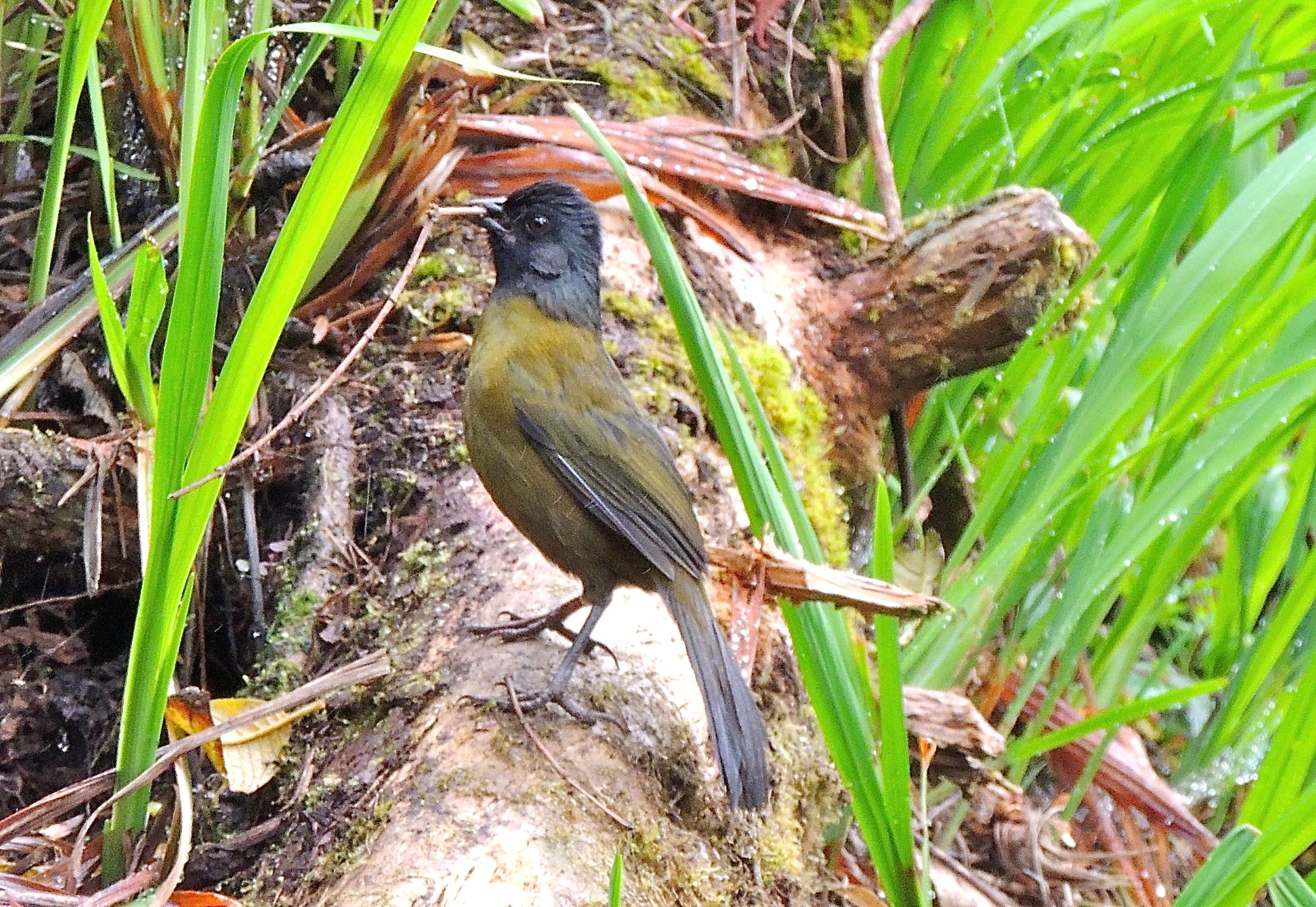 Large-footed Finch