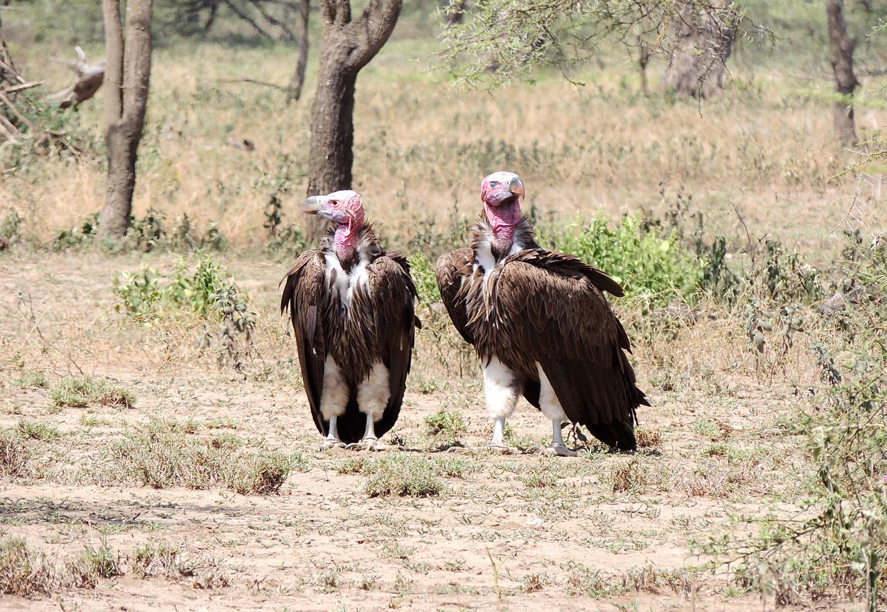 Lappet-faced Vultures