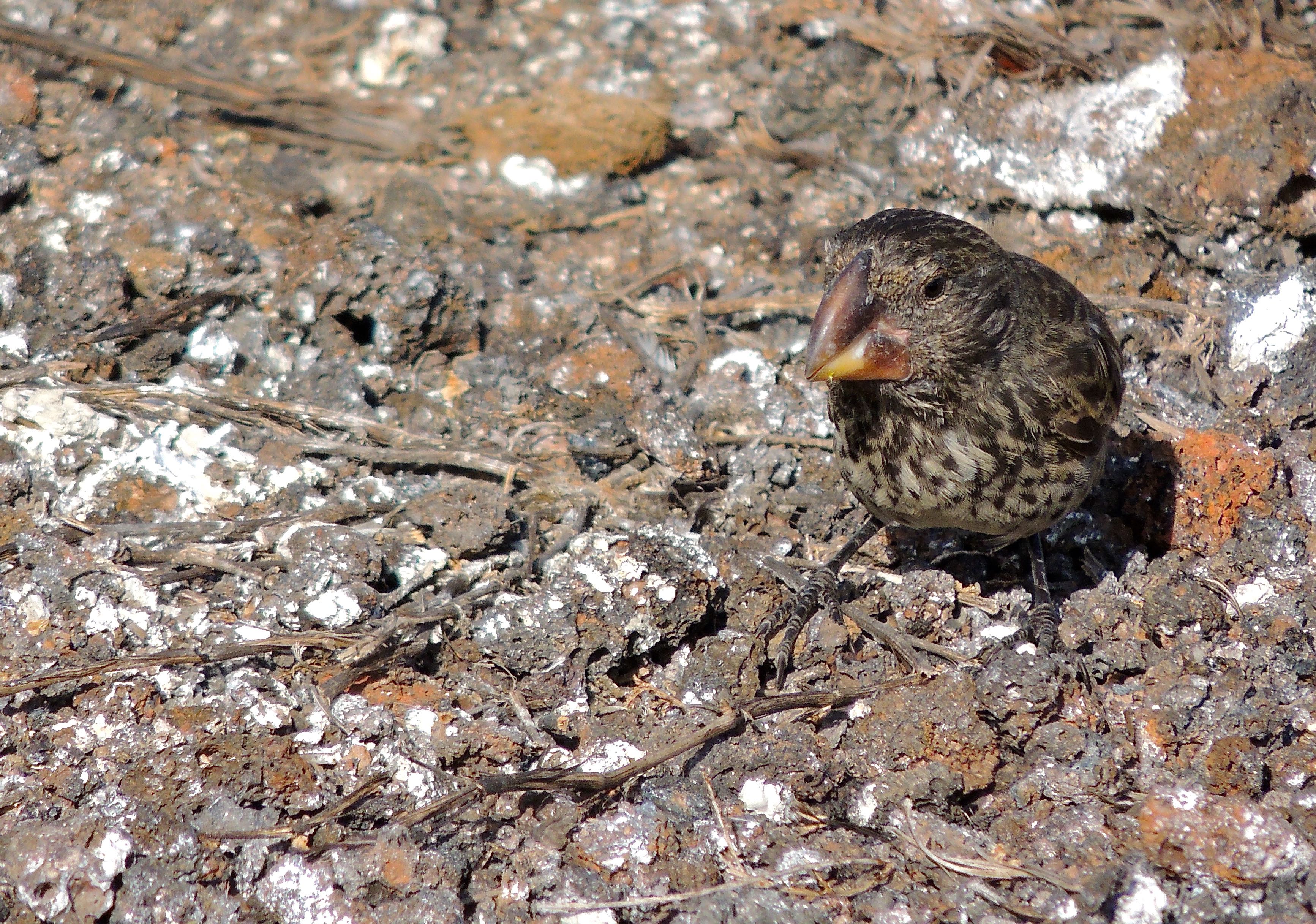 Large Ground Finch