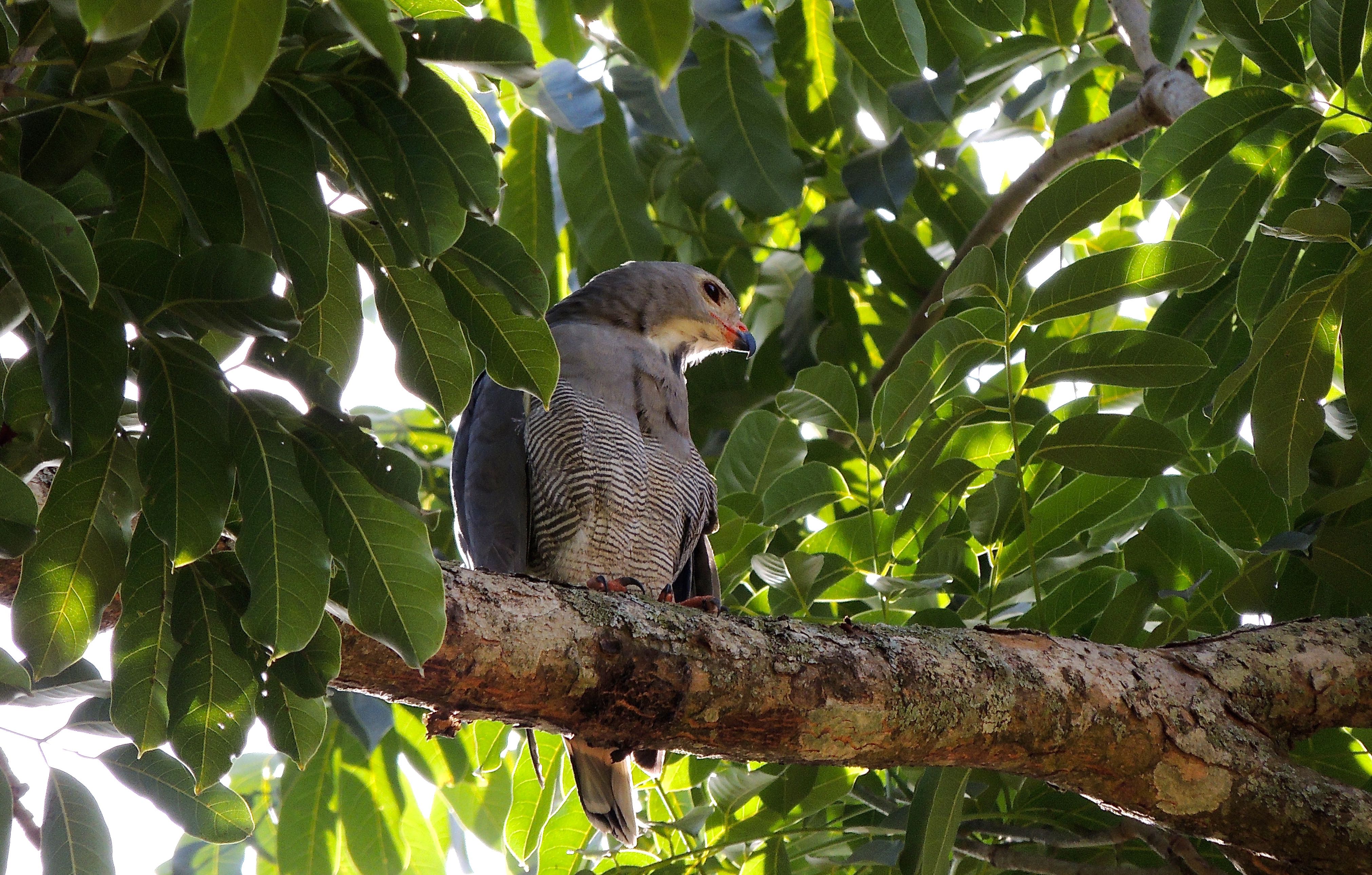 Lizard Buzzard