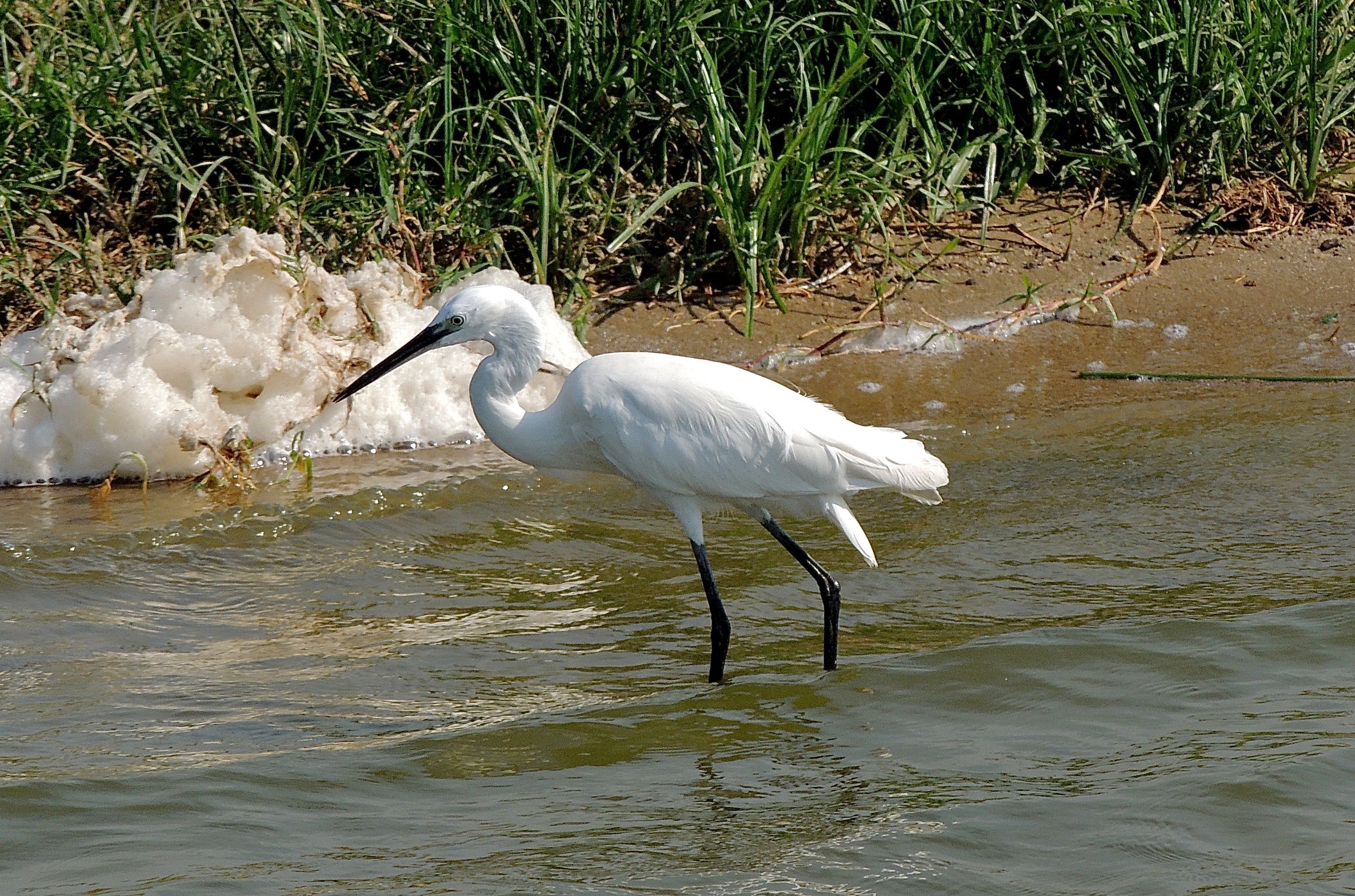 Little Egret