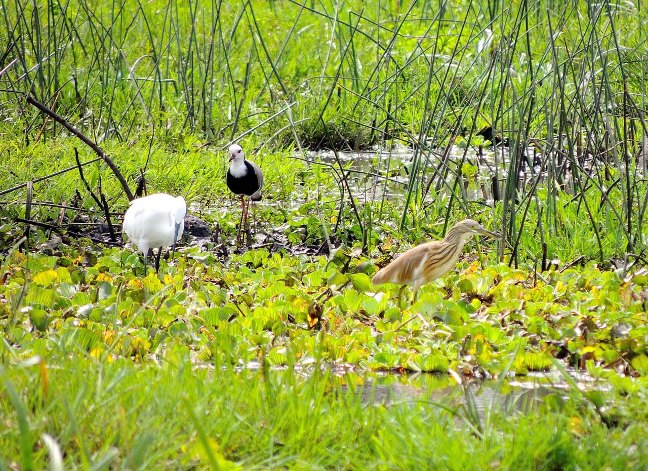 Little Egret, L-T Lapwing, and Squacco Heron