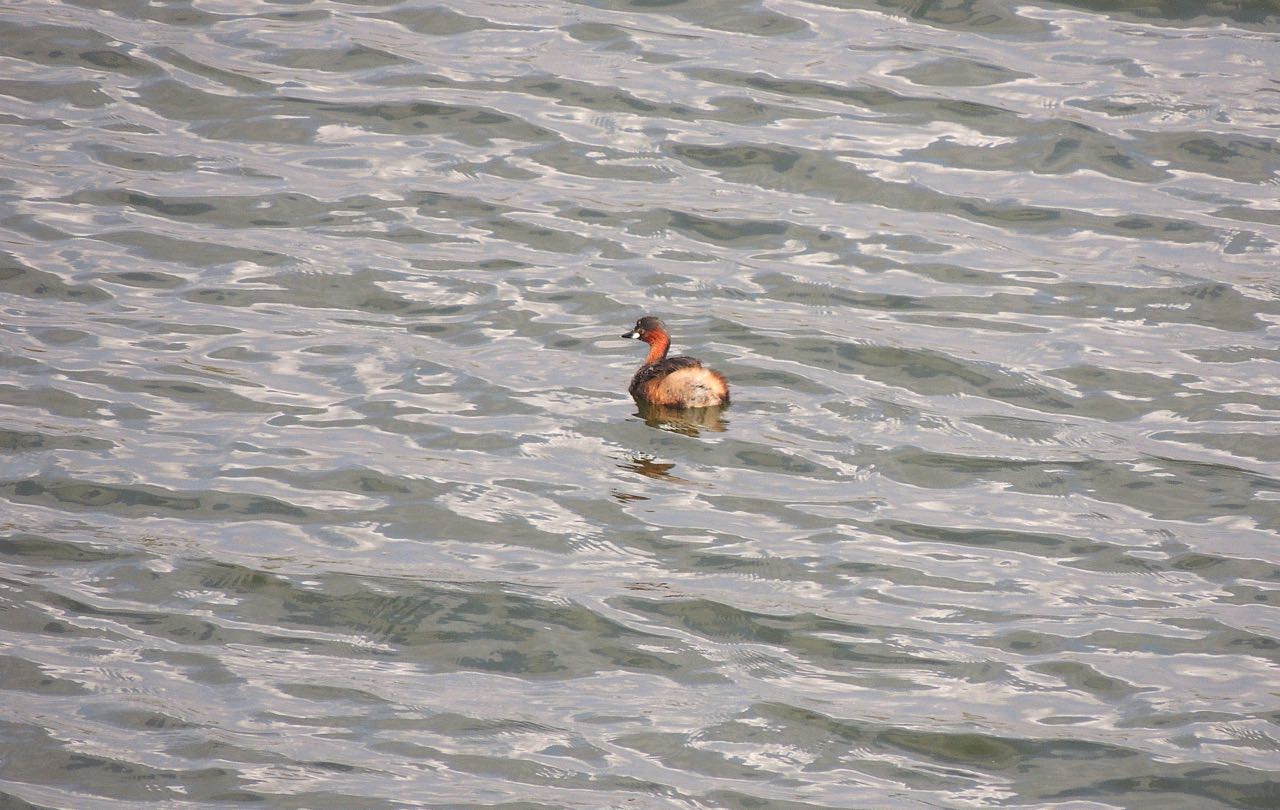 Little Grebe