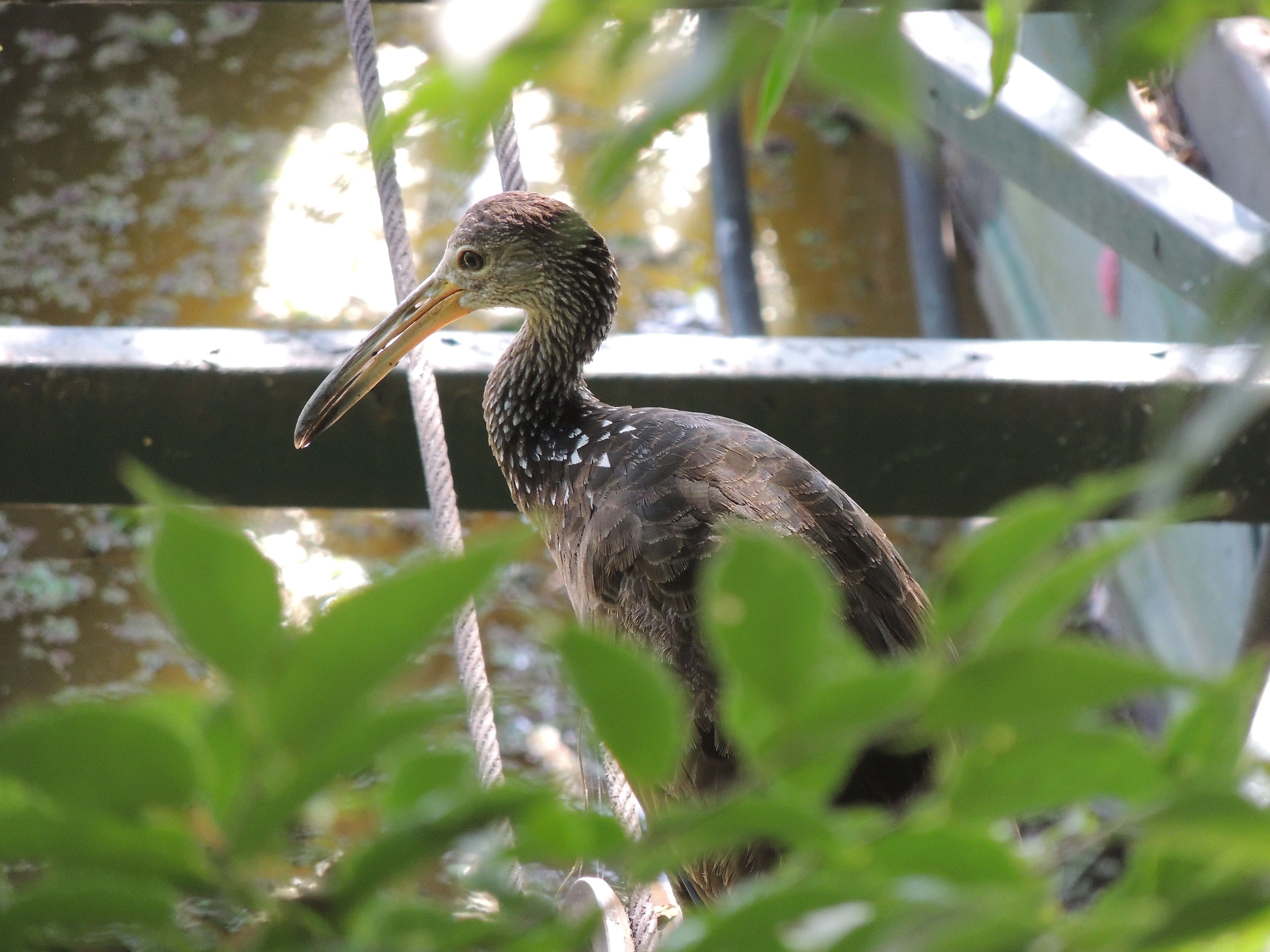 Limpkin