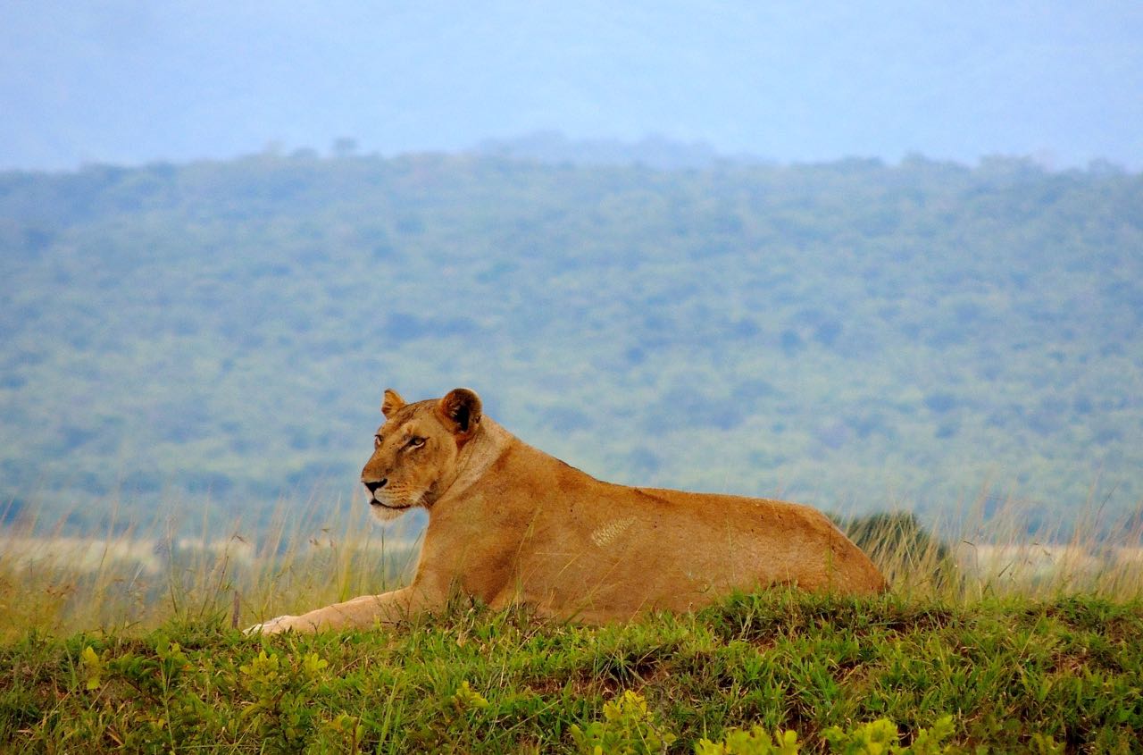 Lioness