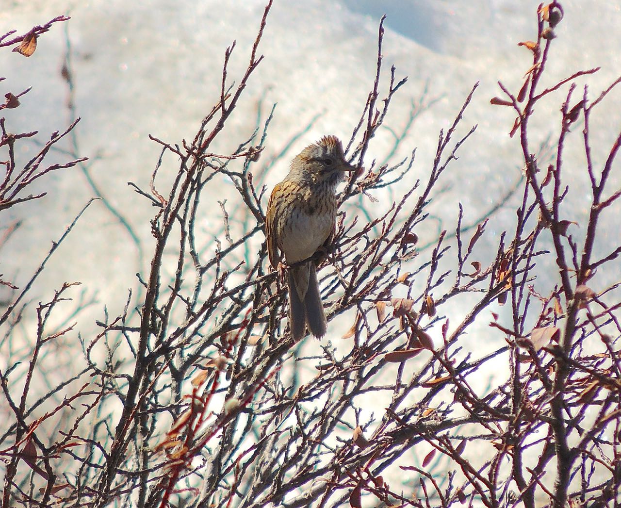 Lincoln's Sparrow