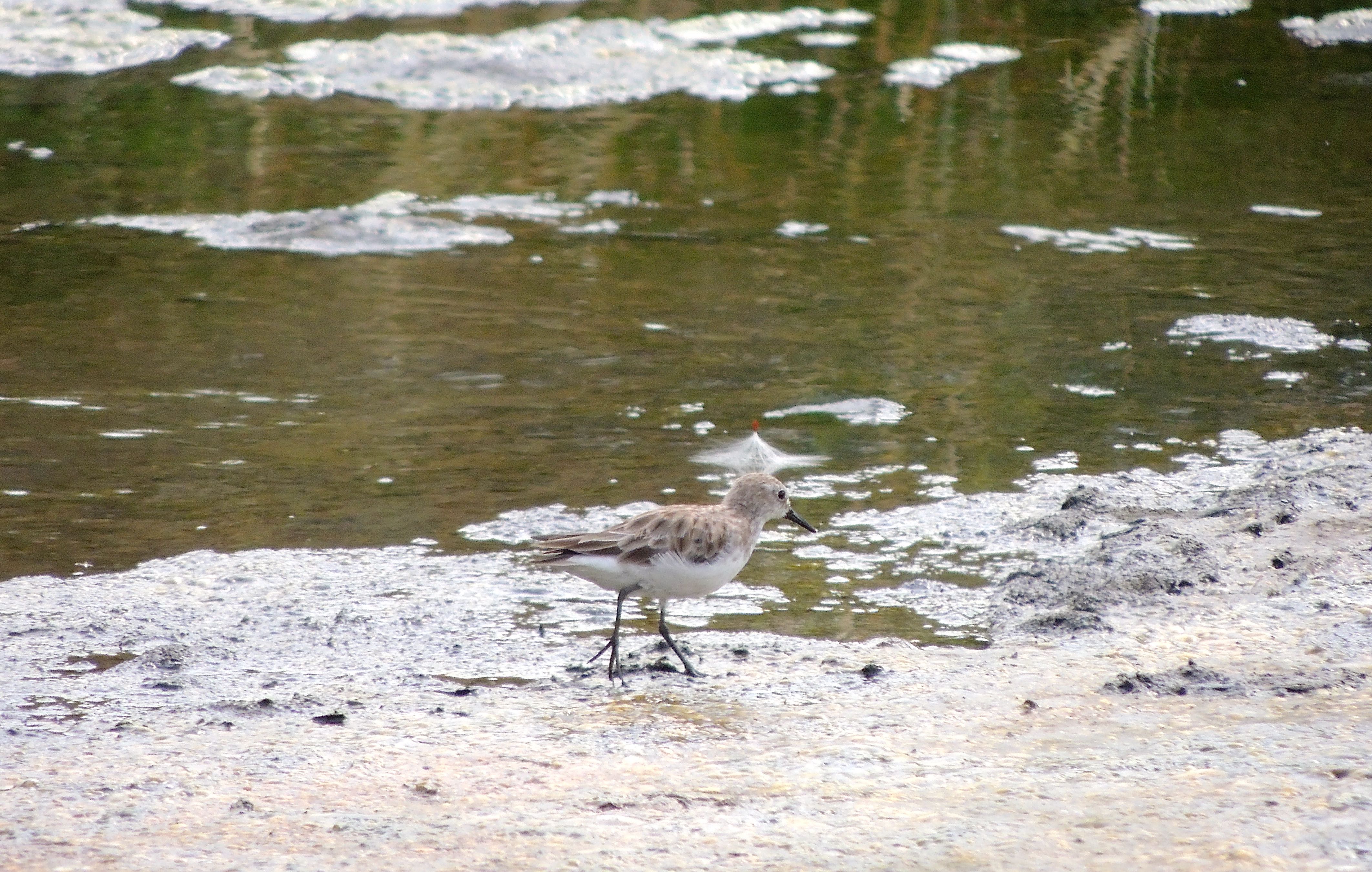 Little Stint