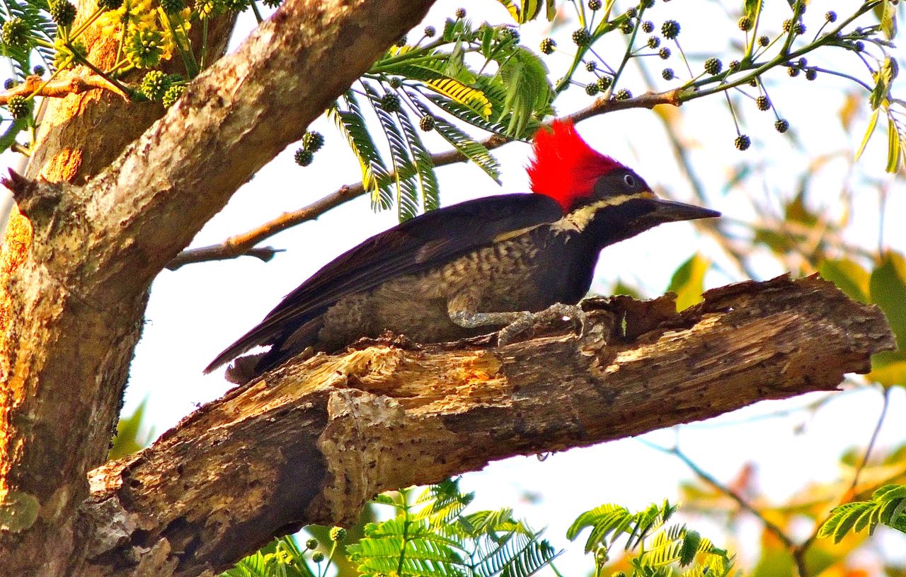 Lineated Woodpecker