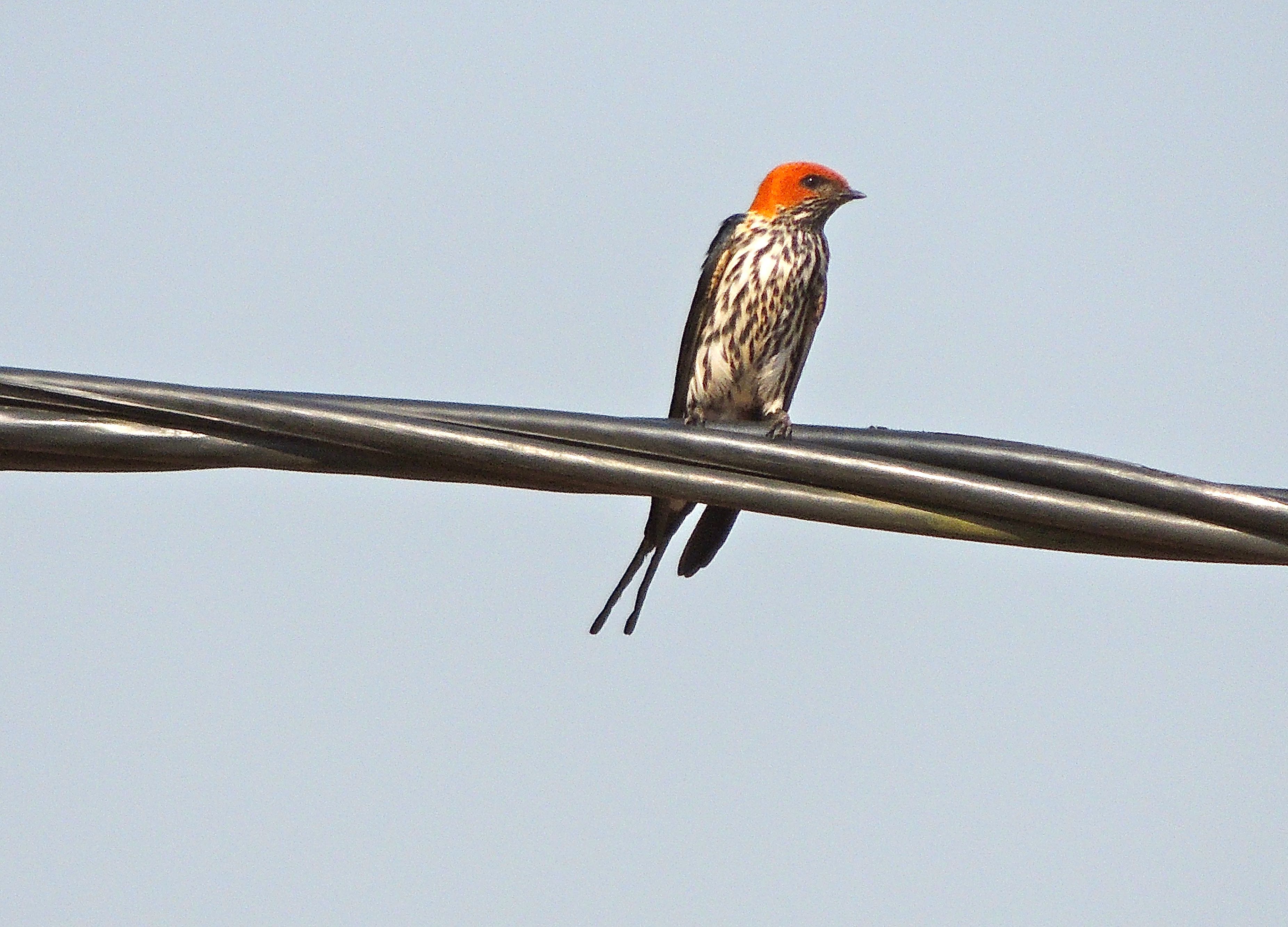 Lesser Striped Swallow