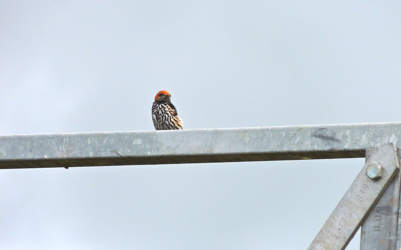 Lesser Striped Swallow