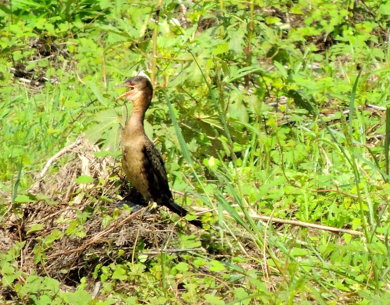 Long-tailed Cormorant