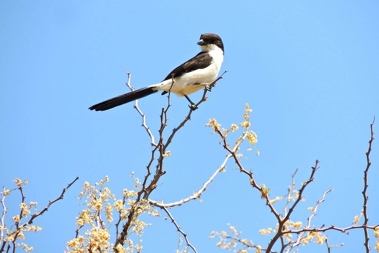 Long-tailed Fiscal