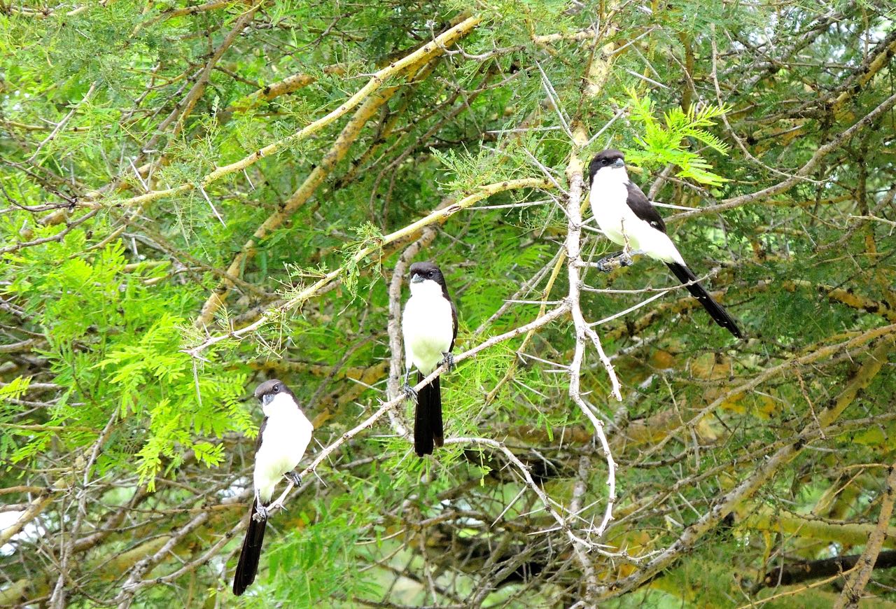 Long-tailed Fiscals