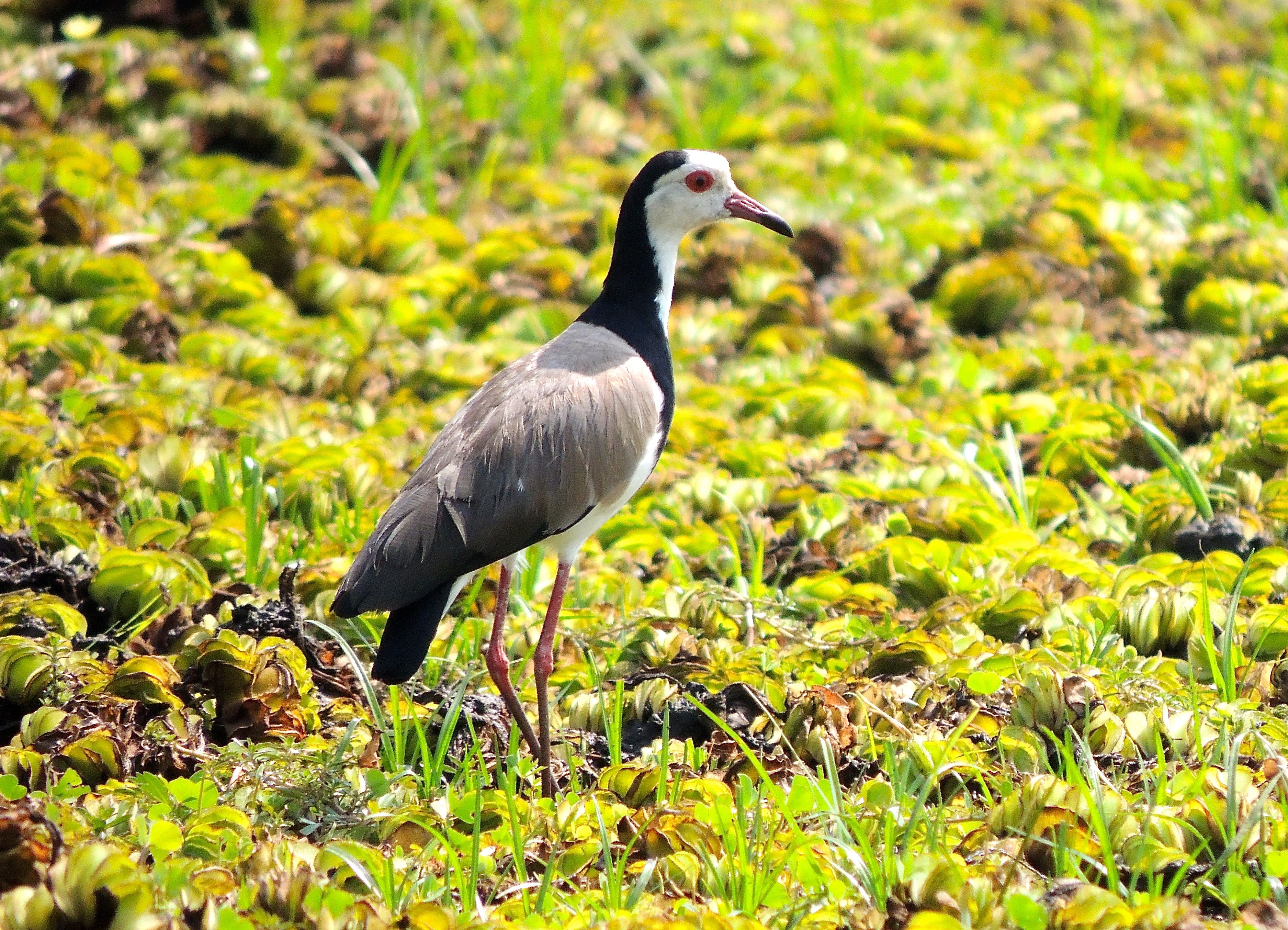 Long-toed Lapwing