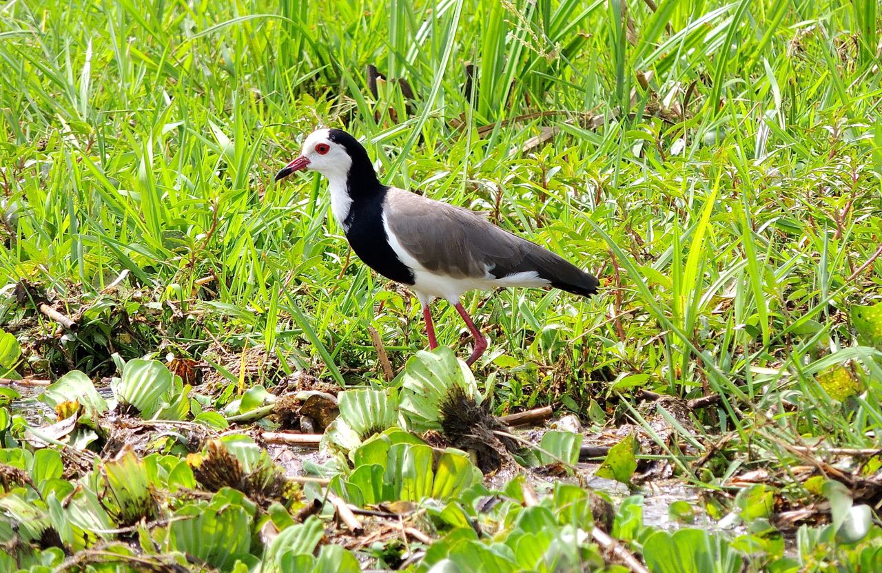 Long-toed Lapwing