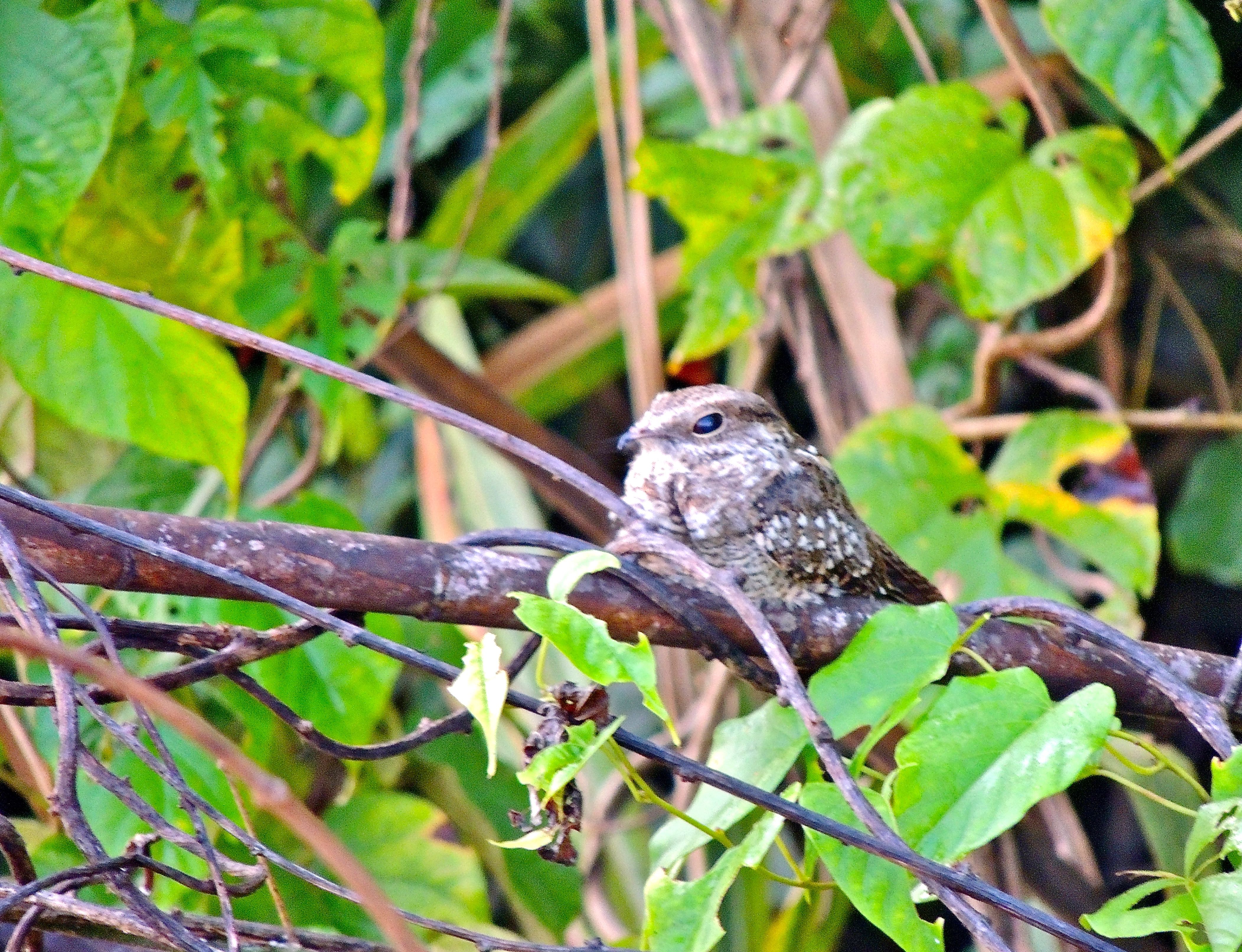 Ladder-tailed Nightjar