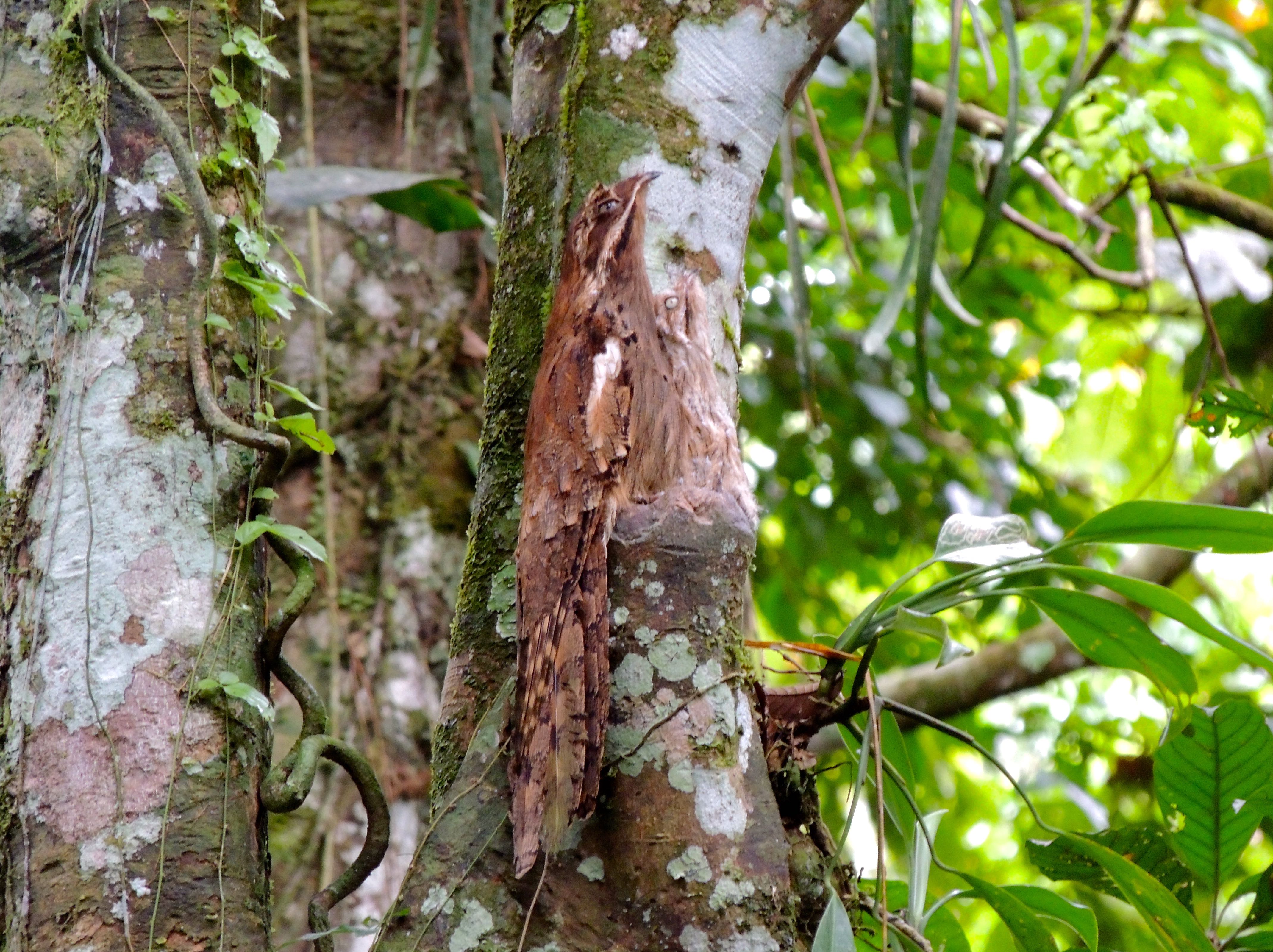 Long-tailed Potoos