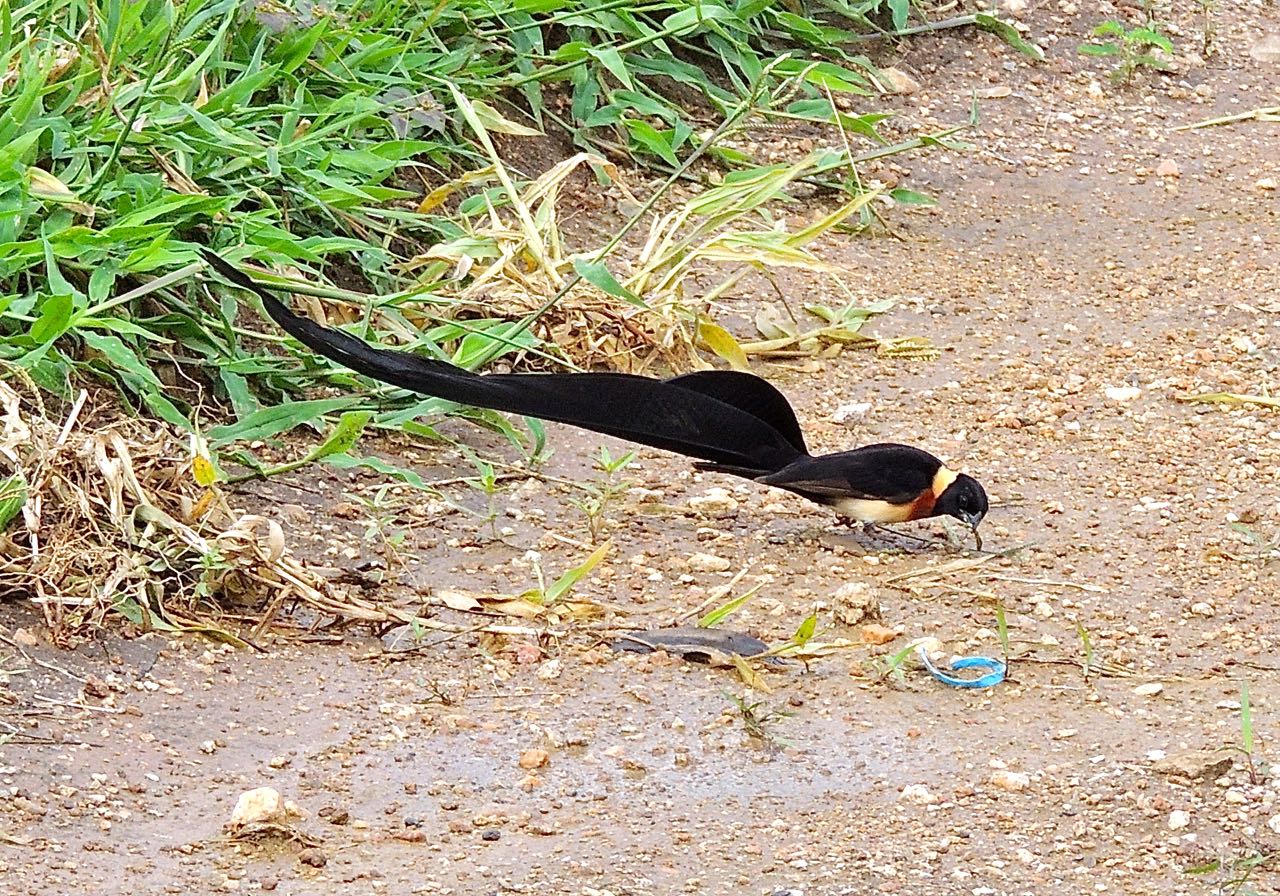 Long-tailed (Eastern) Paradise-Whydah